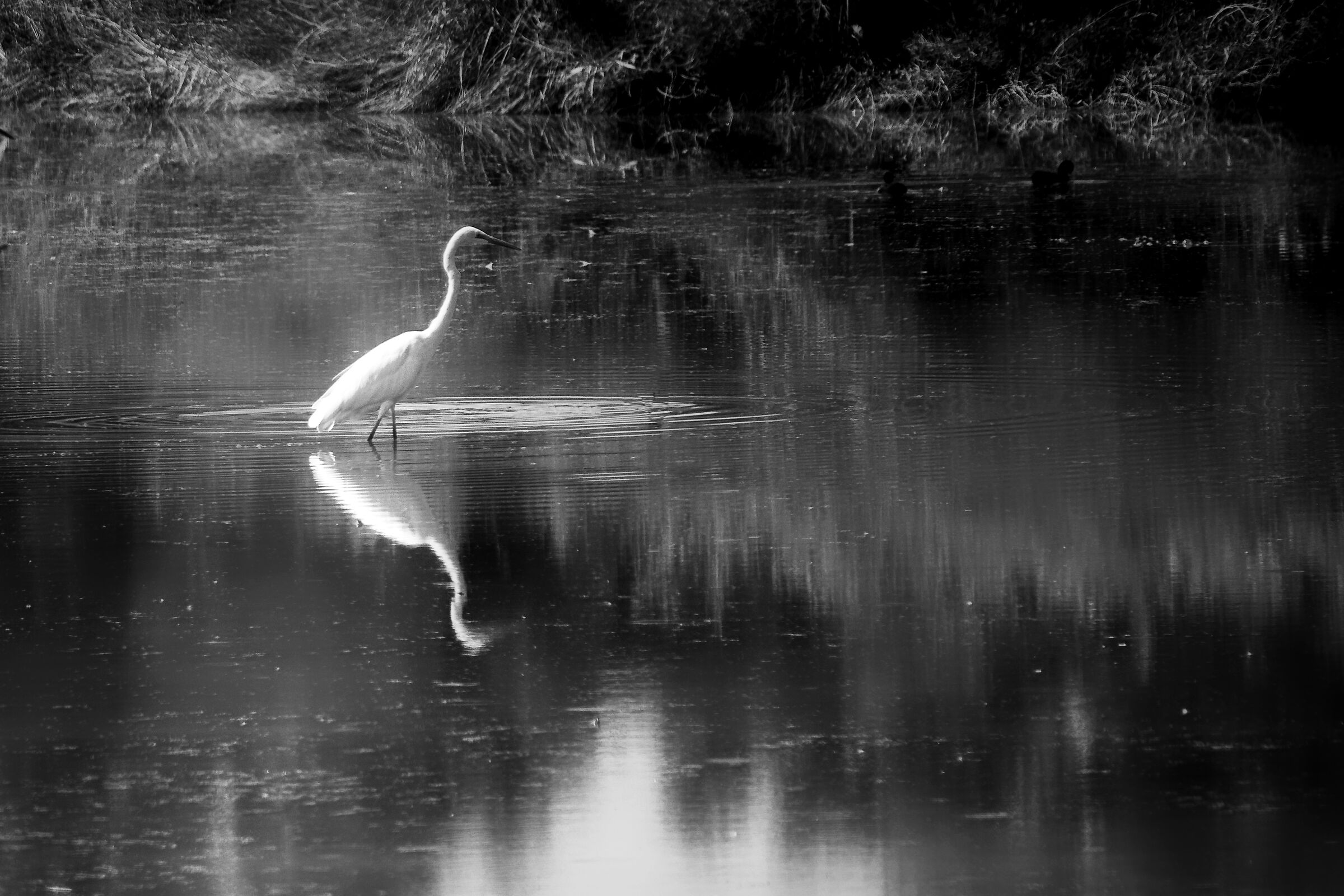 Heron