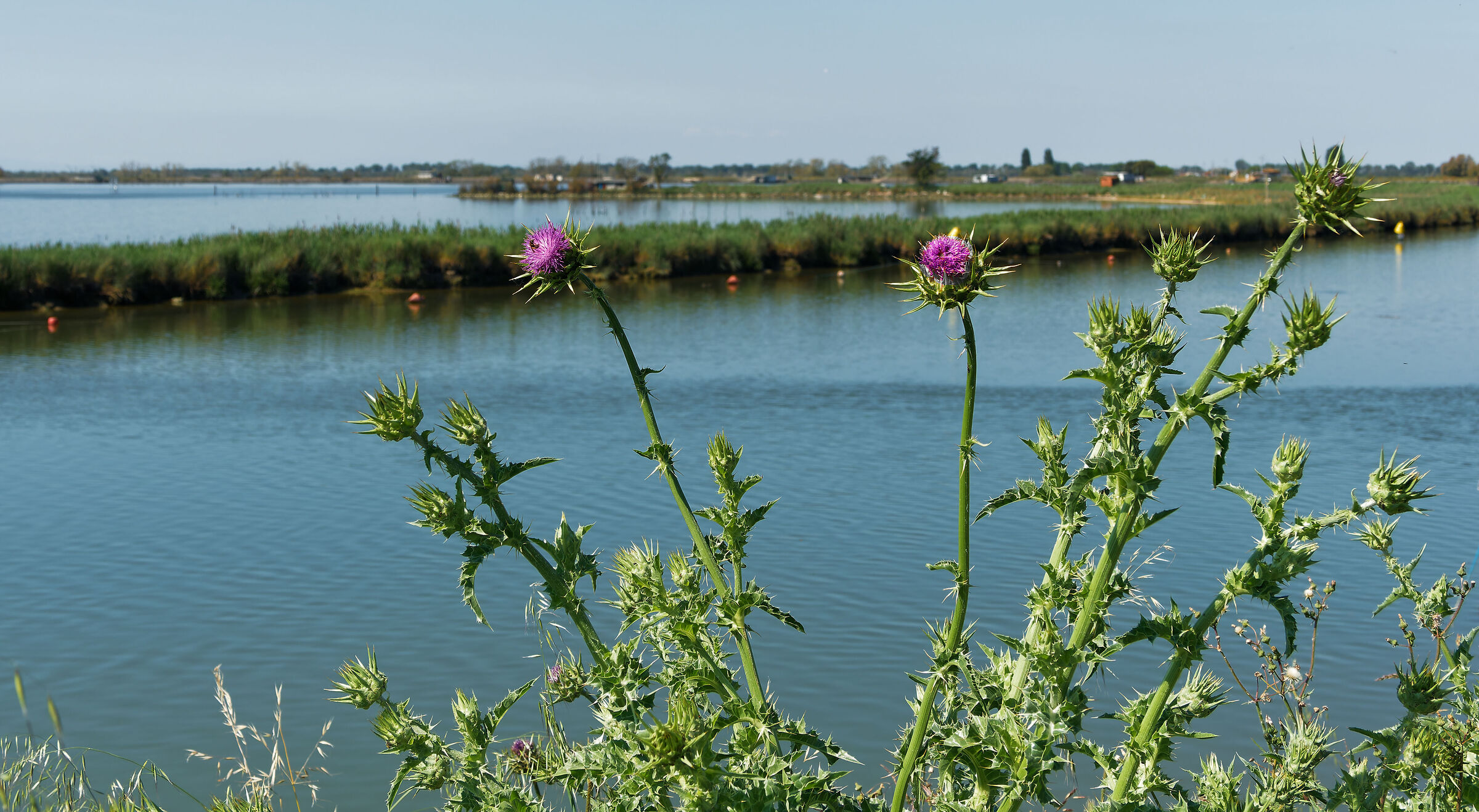 Comacchio marshes
