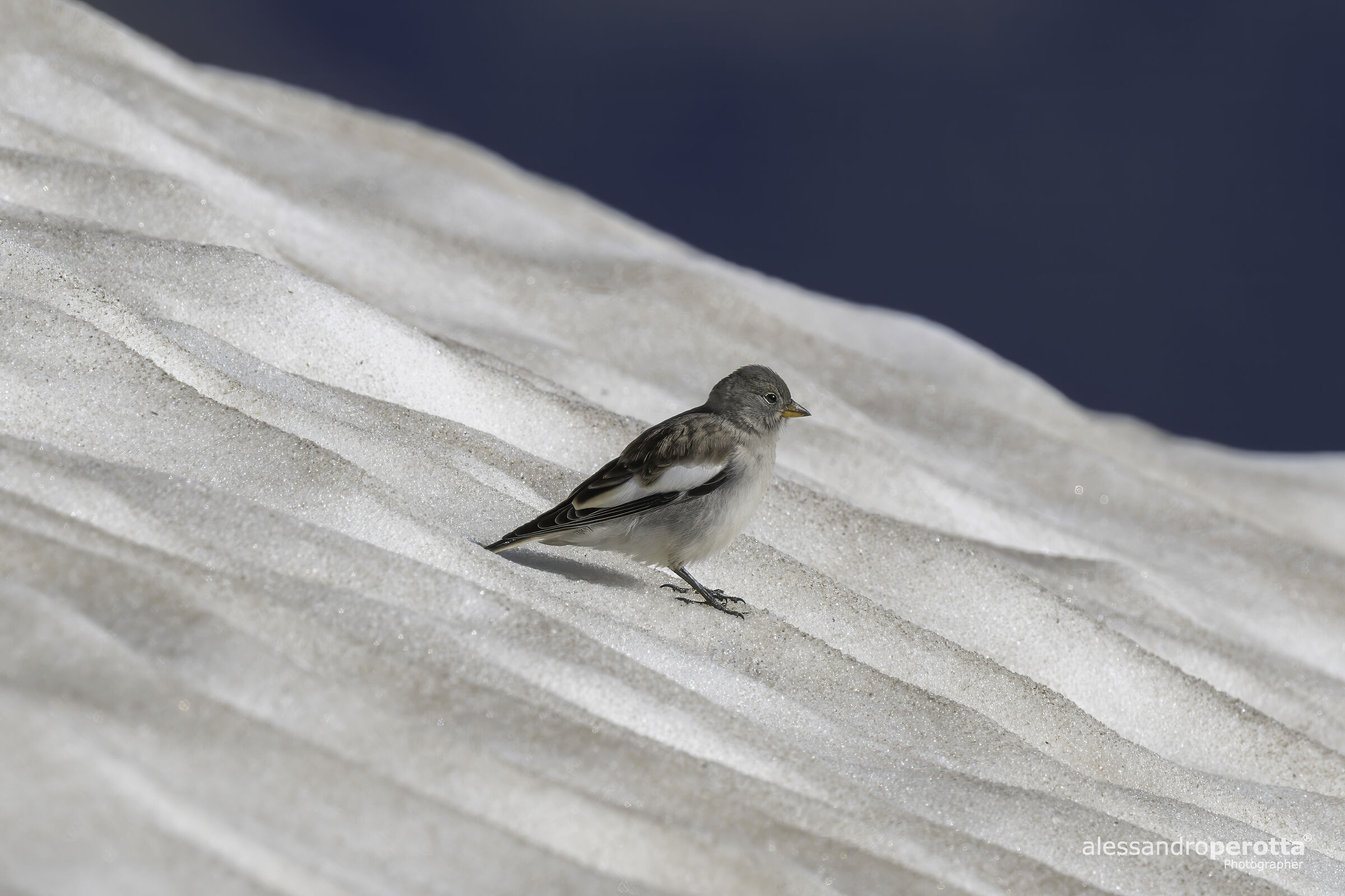 Montifringilla nivalis