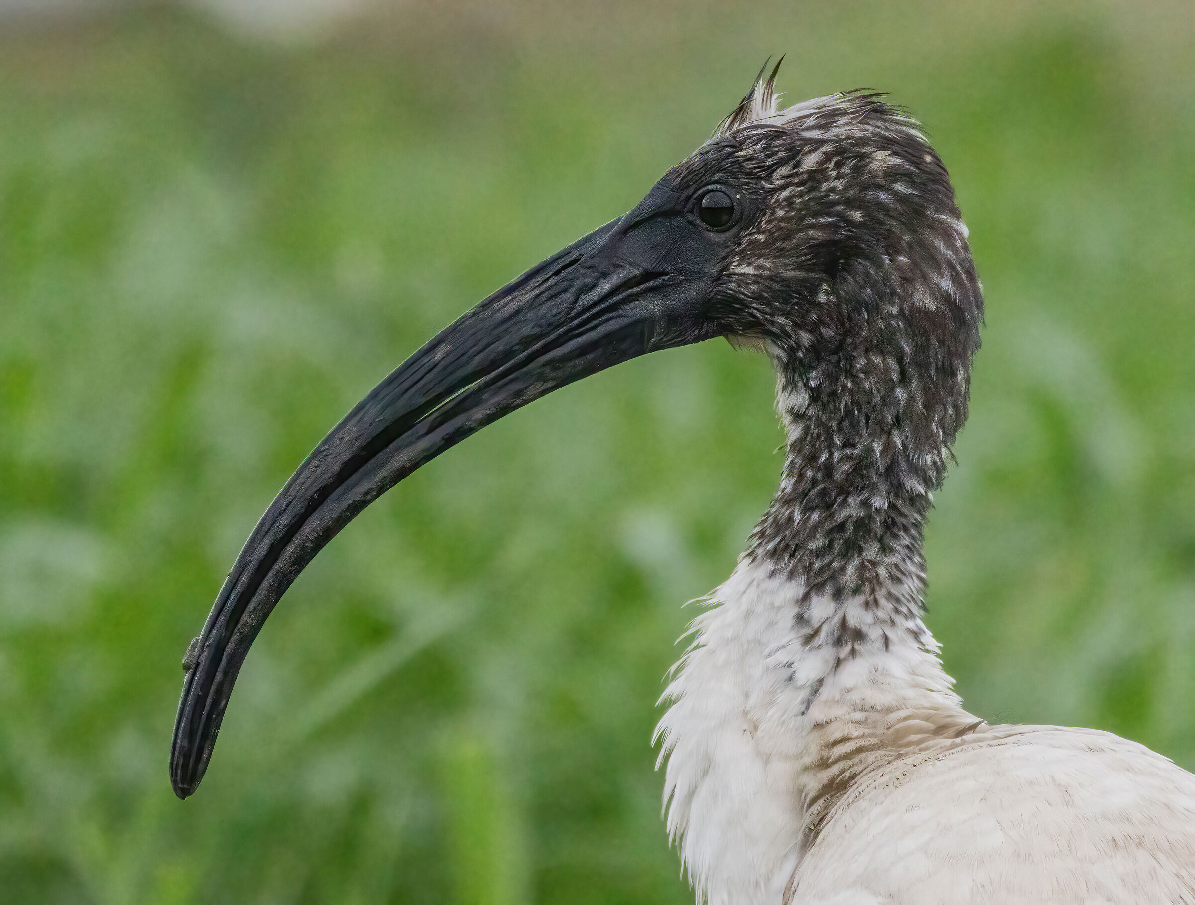 Ibis sacro 1