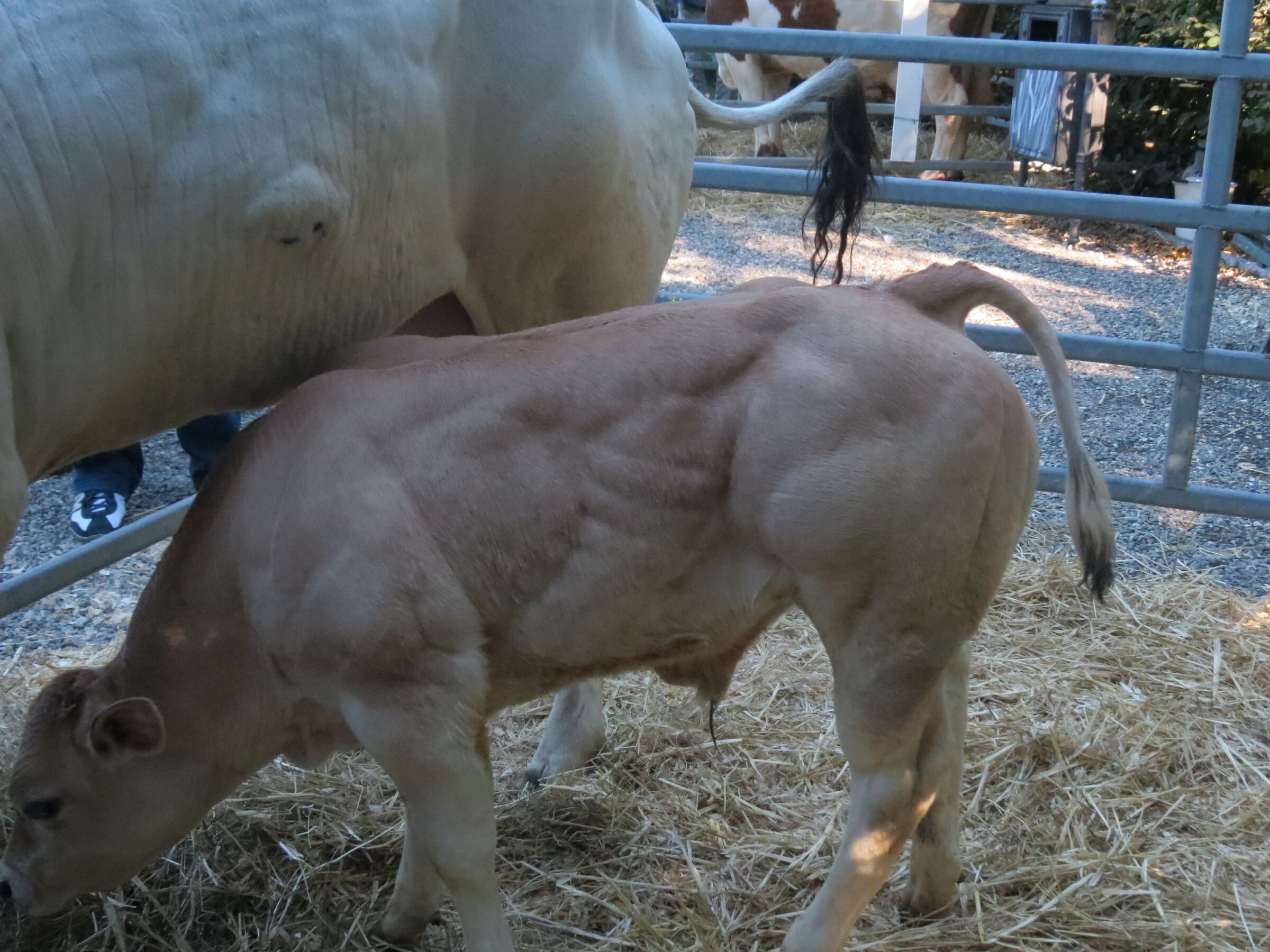 Vitellino Body Builder, più che fisico da spiaggia.