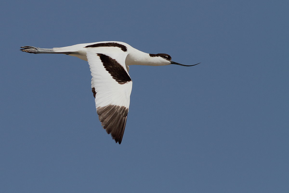 Avocet