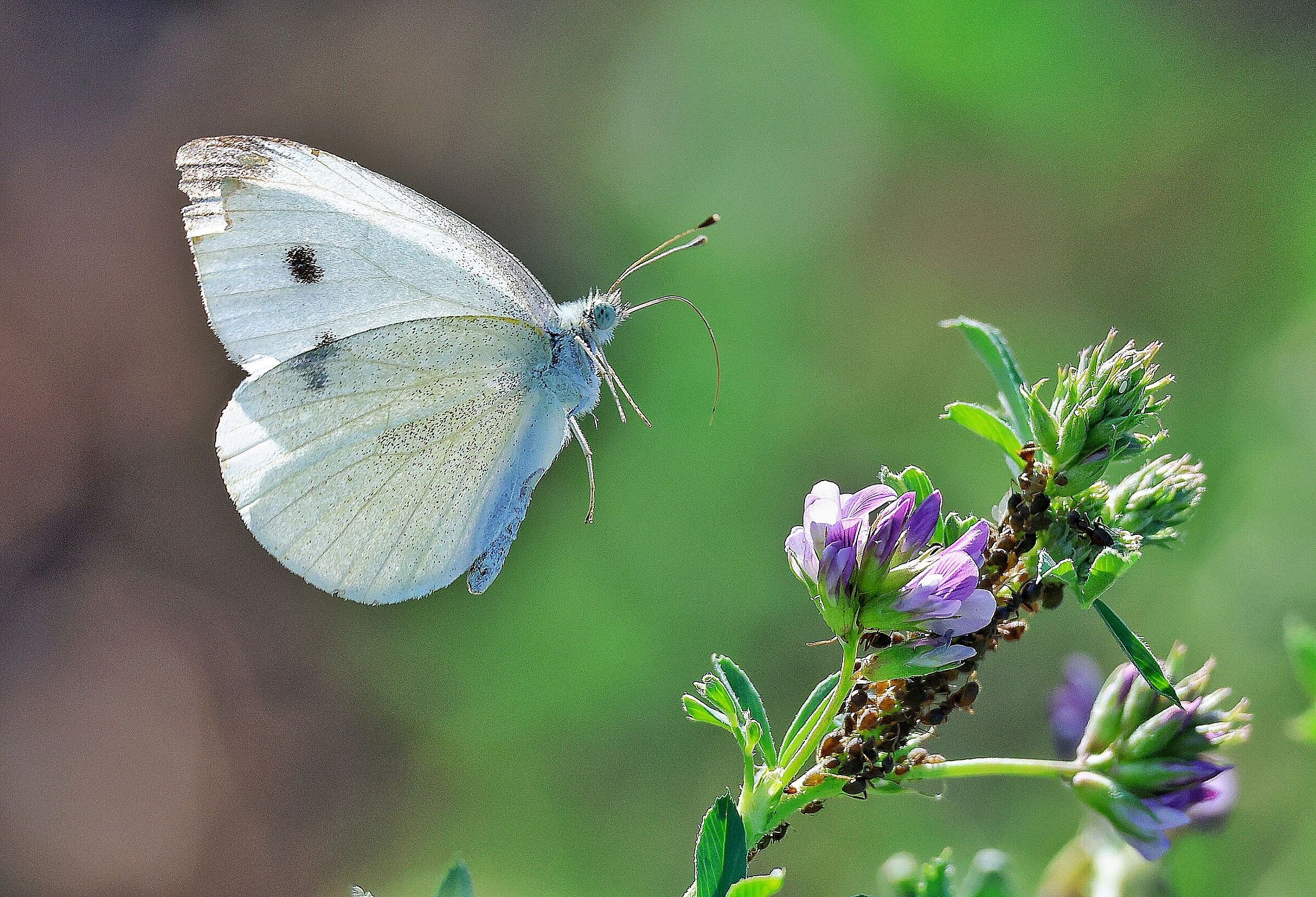 Pieris brassicae