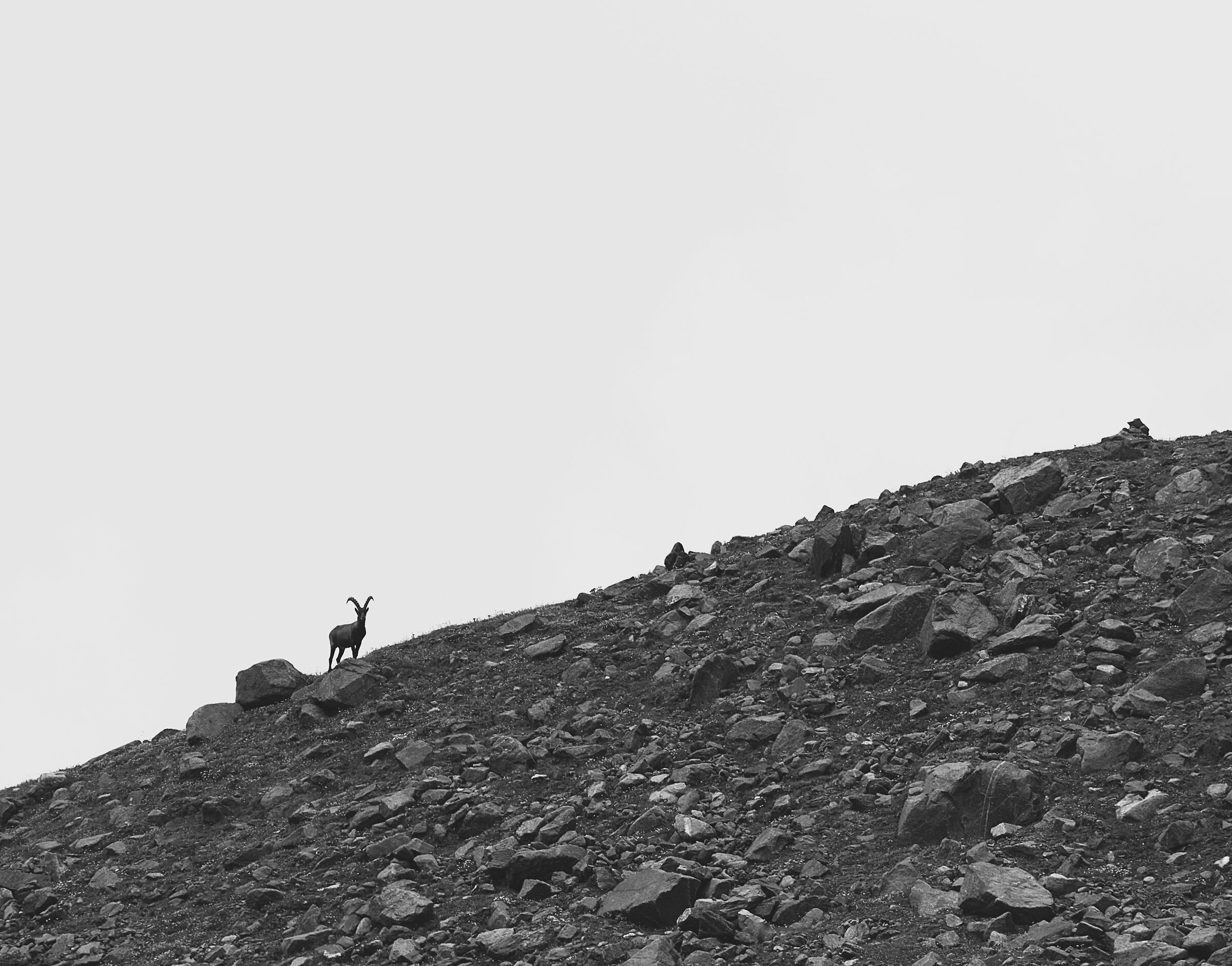Ibex at the Glacier