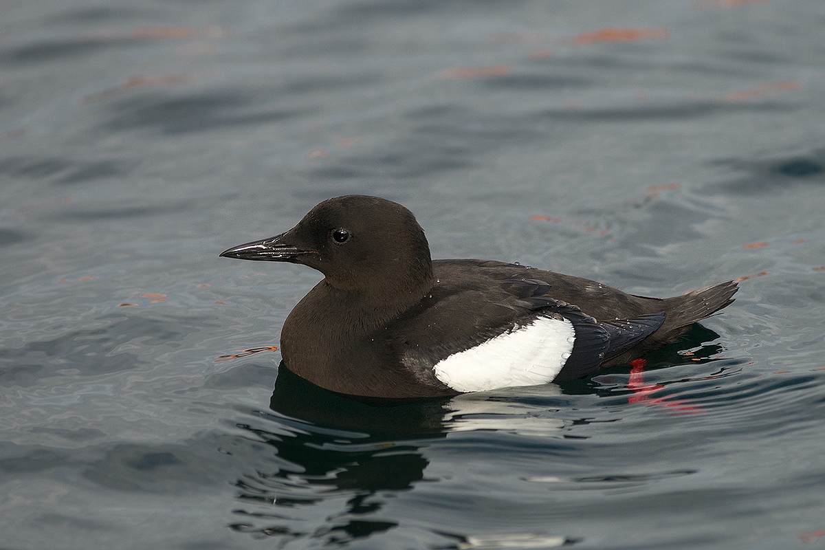 black guillemot
