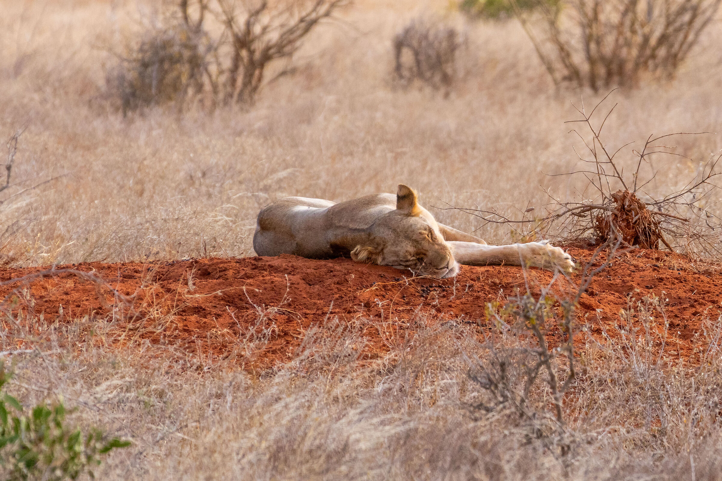 Siesta time...