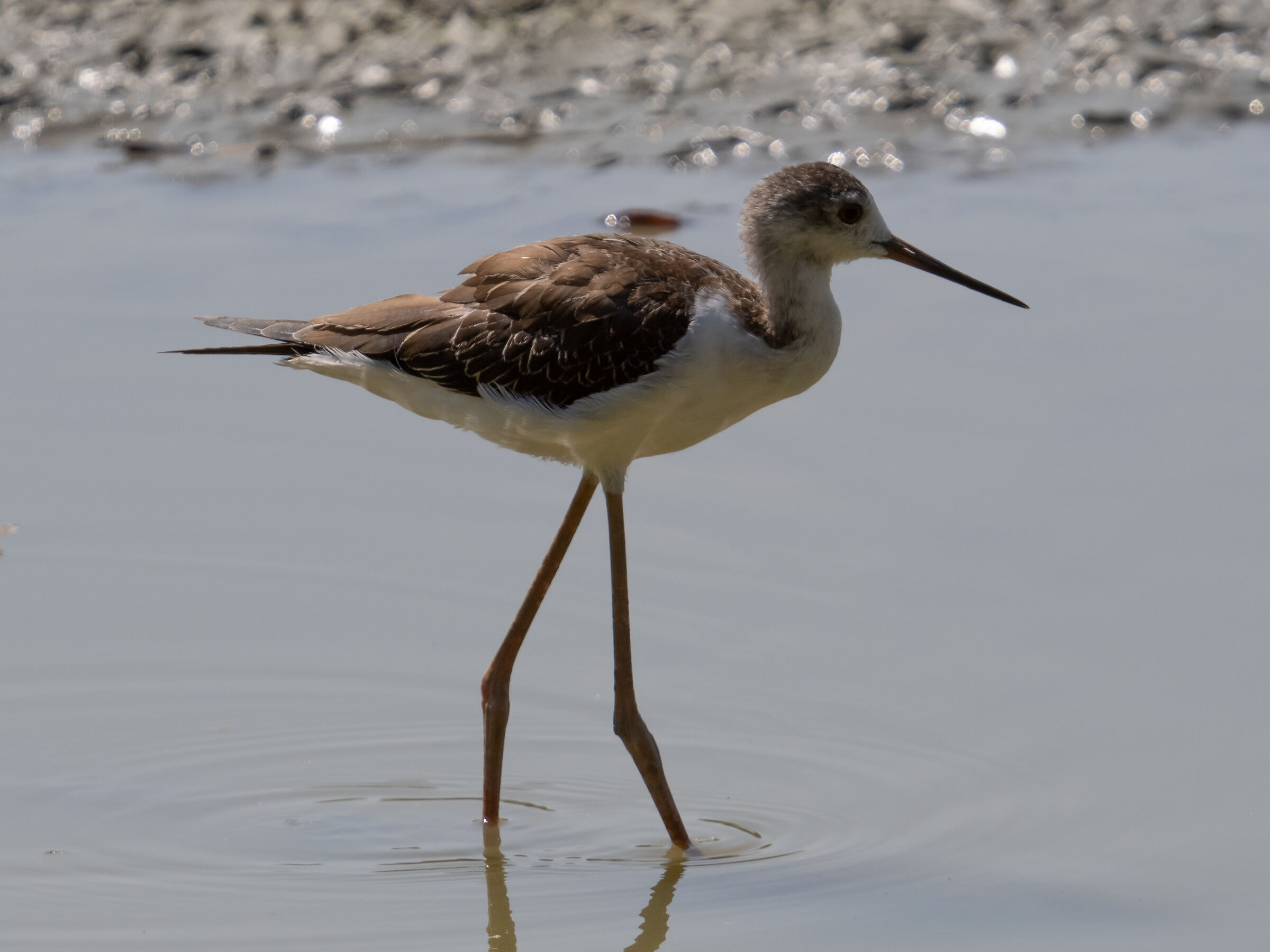 Female Black-winged Stilt