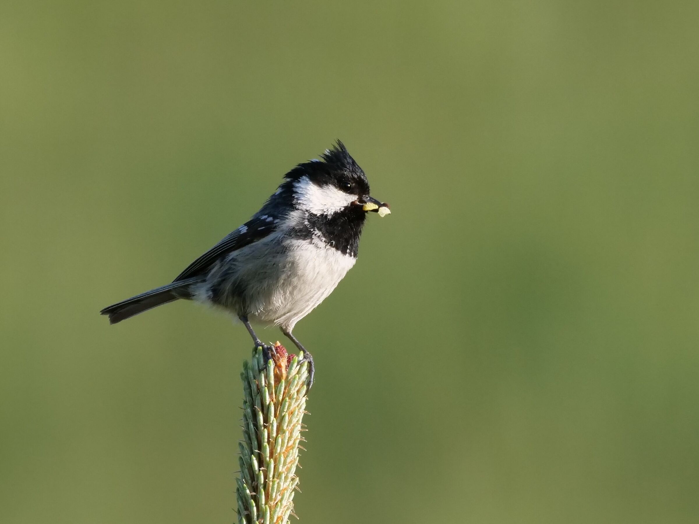 Cincia mora (Parus ater)