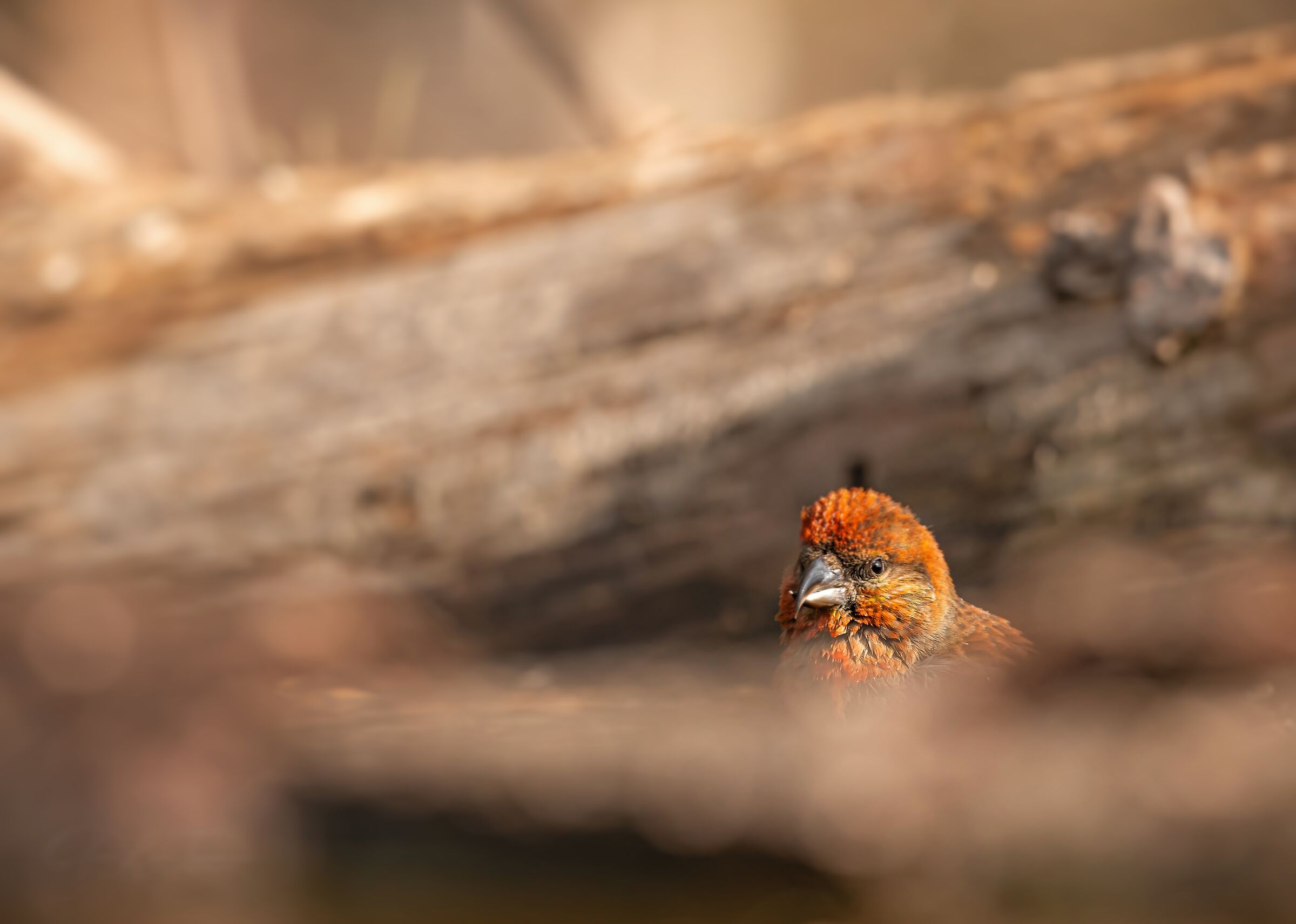 peeping | Peeping out