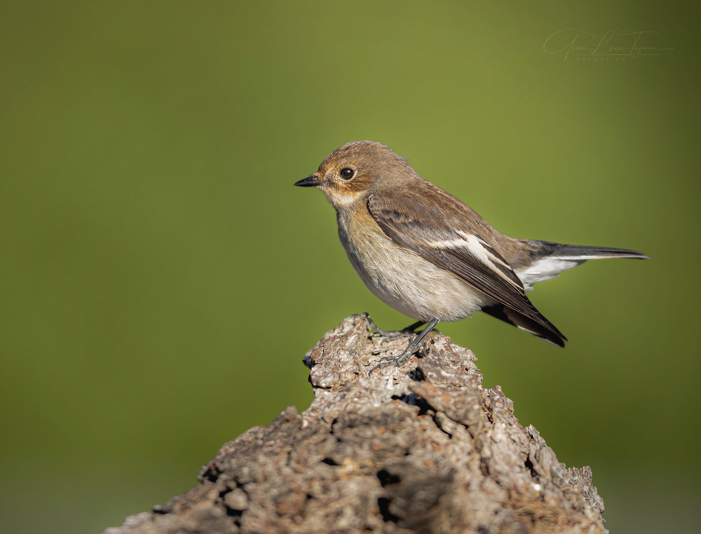 up the tail! | tail up !