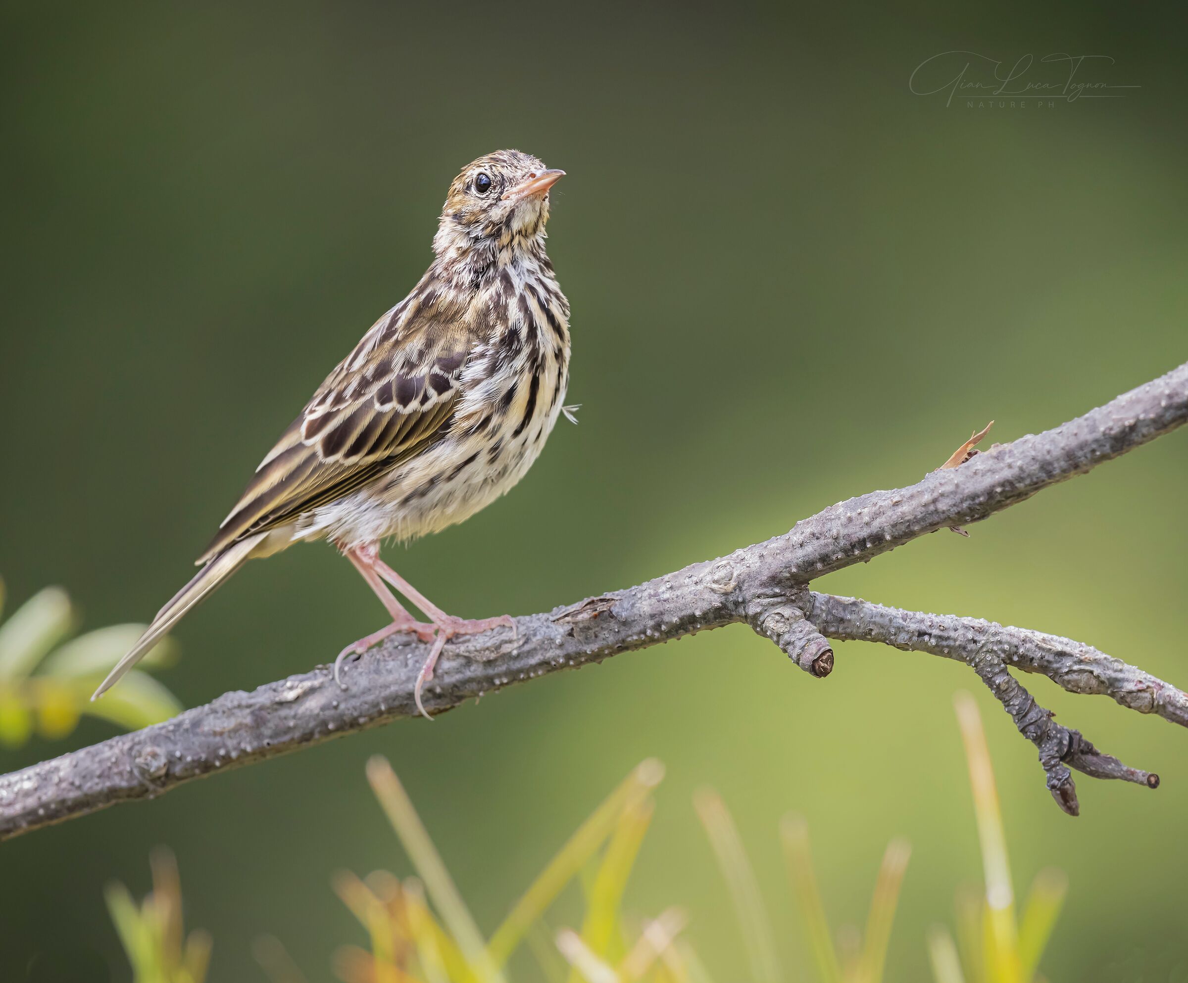 strutting | stiffly