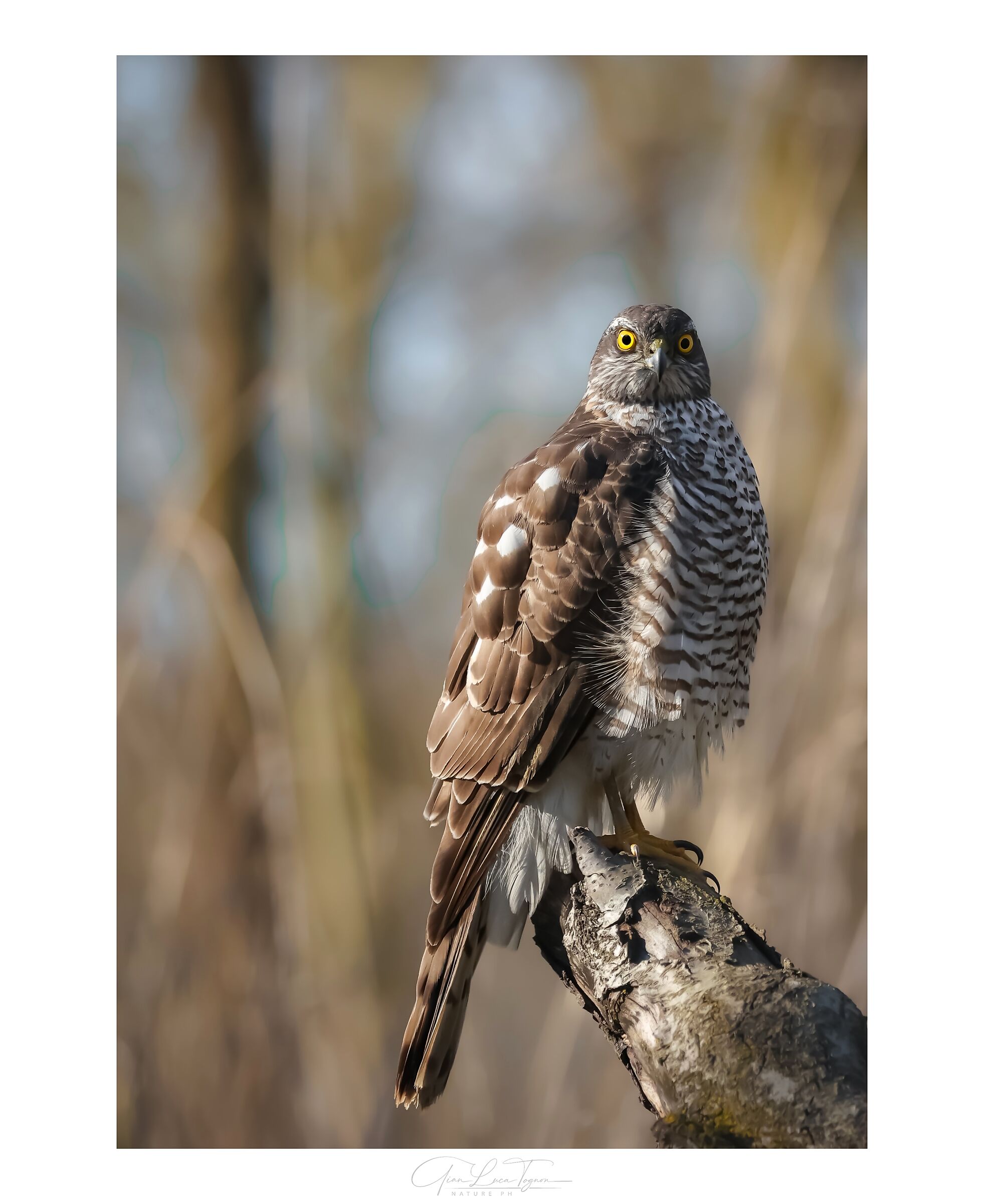 A Glance Crossing | eye contact