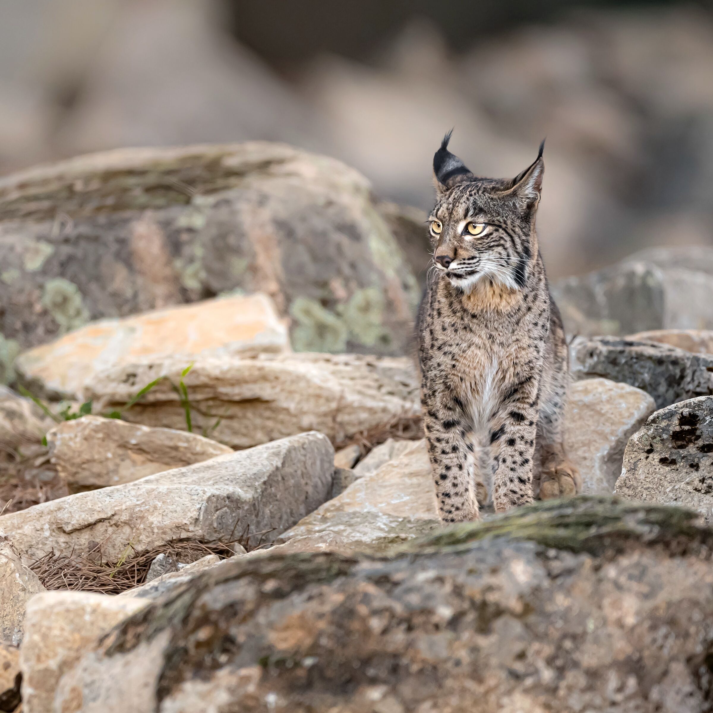 among the rocks | among the rocks