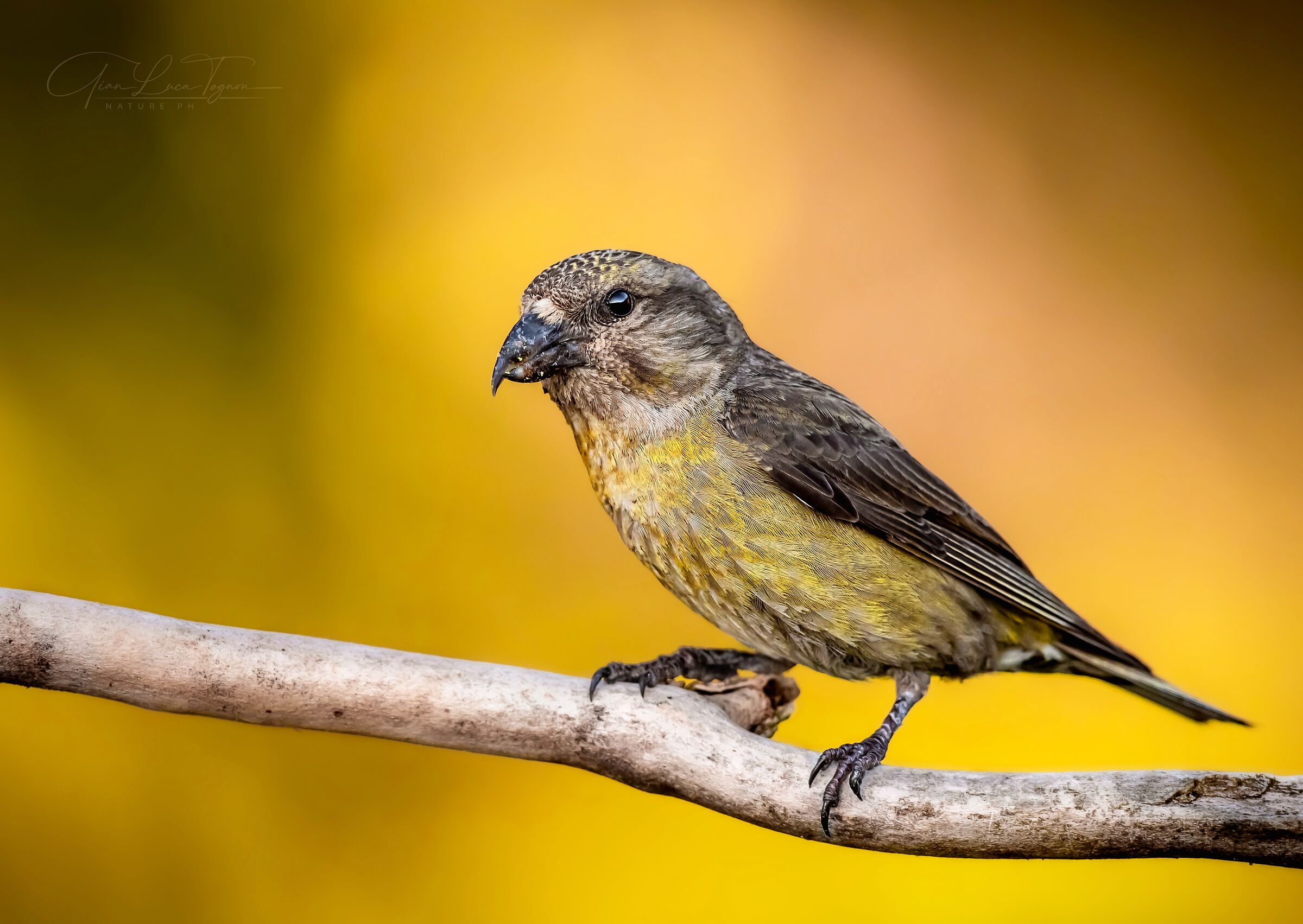 incastonato nell'oro | set in gold