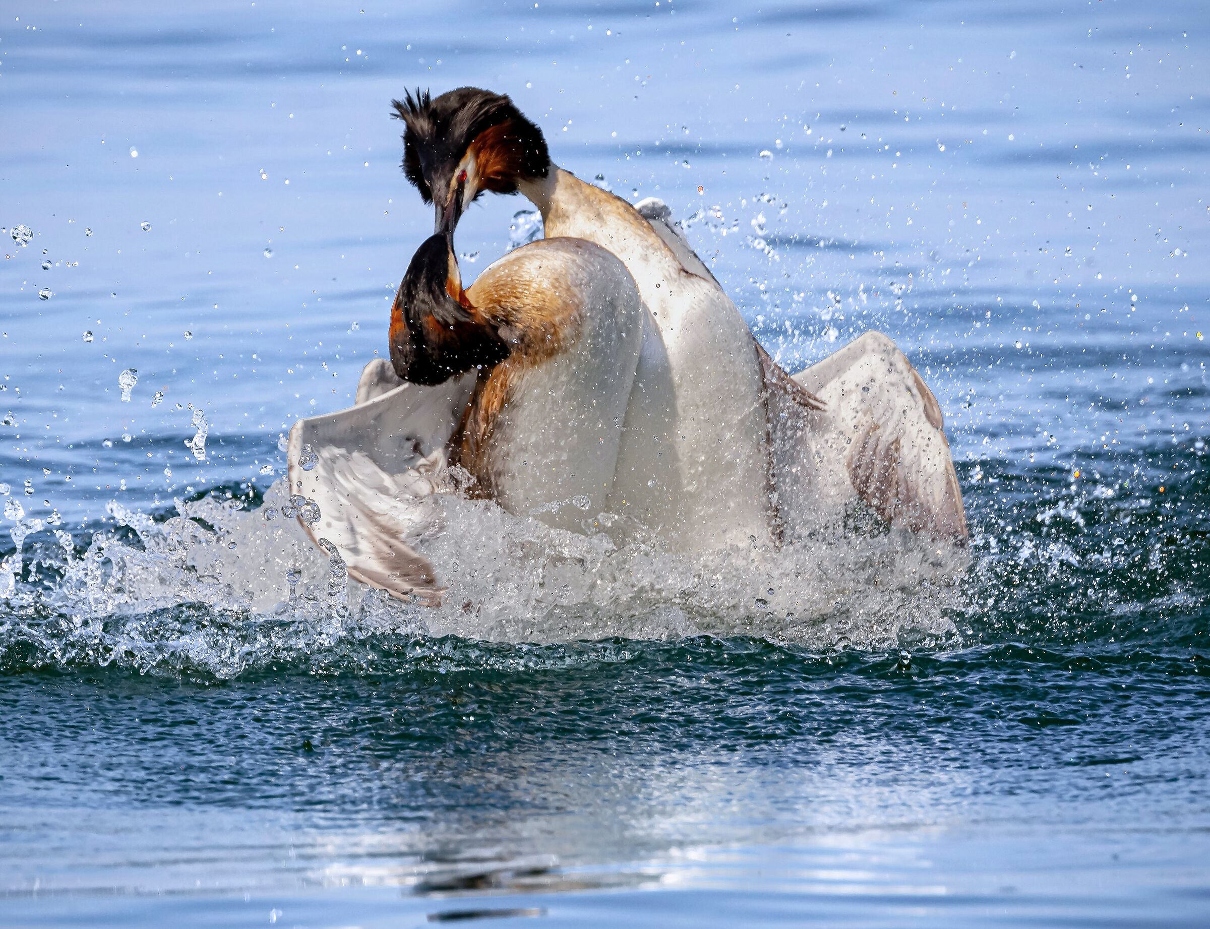 non è un bacio appassionato