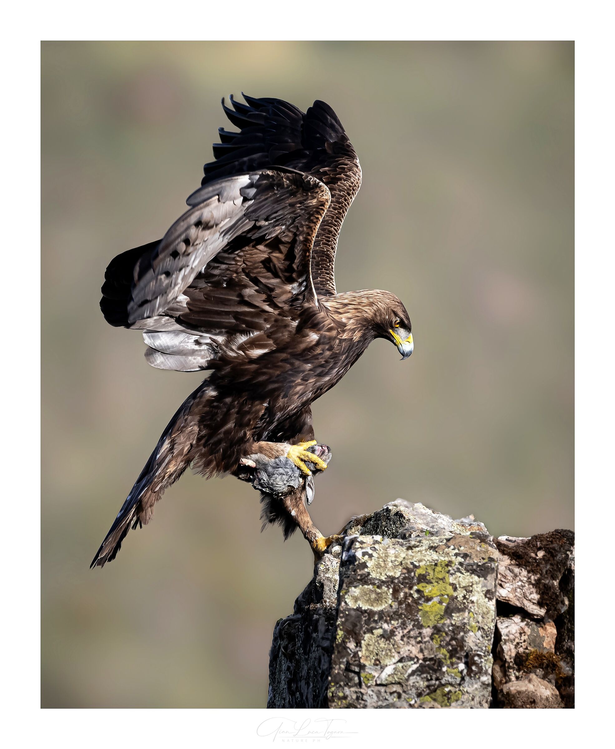 arrivo regale | royal landing