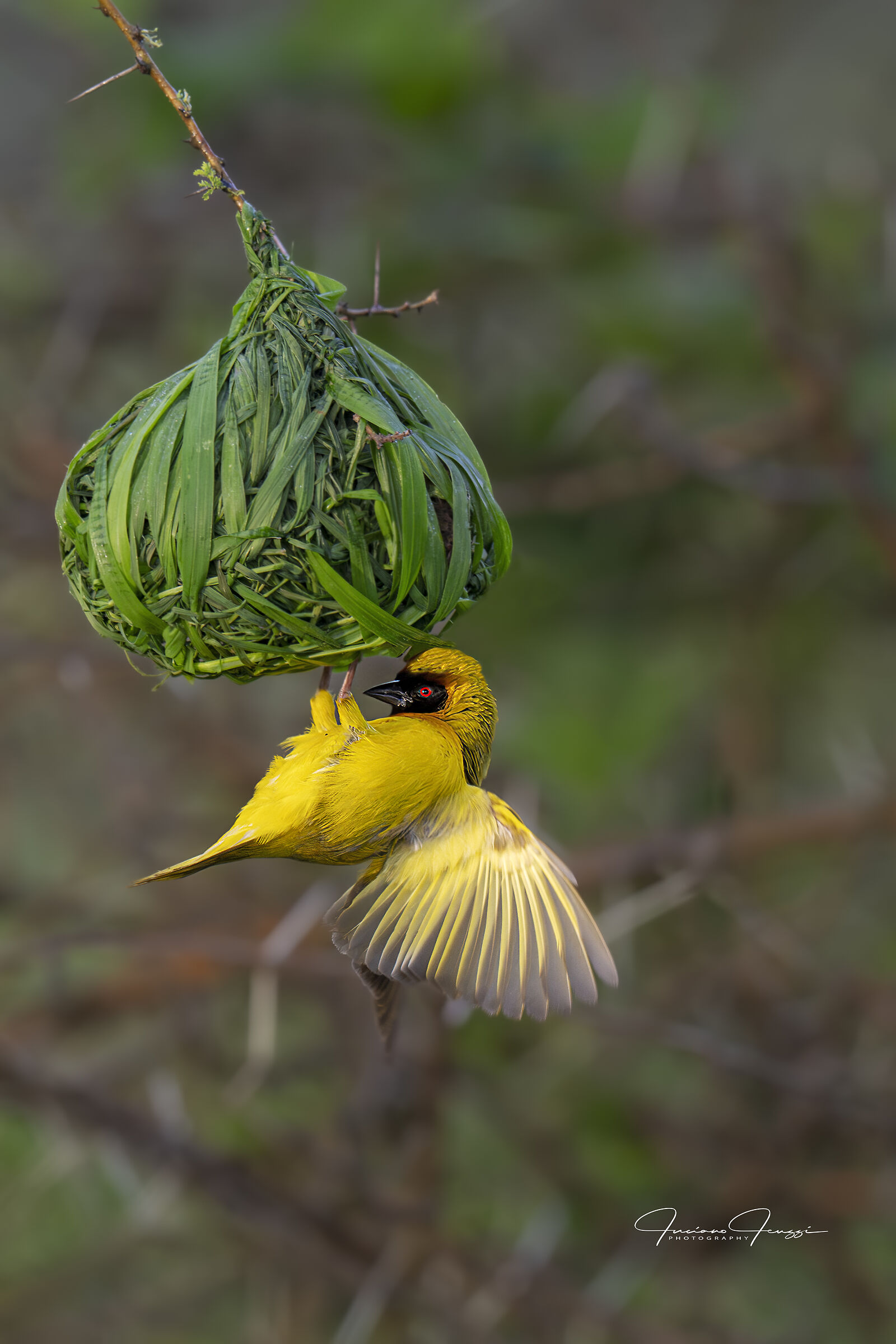 Weaver at the nursery