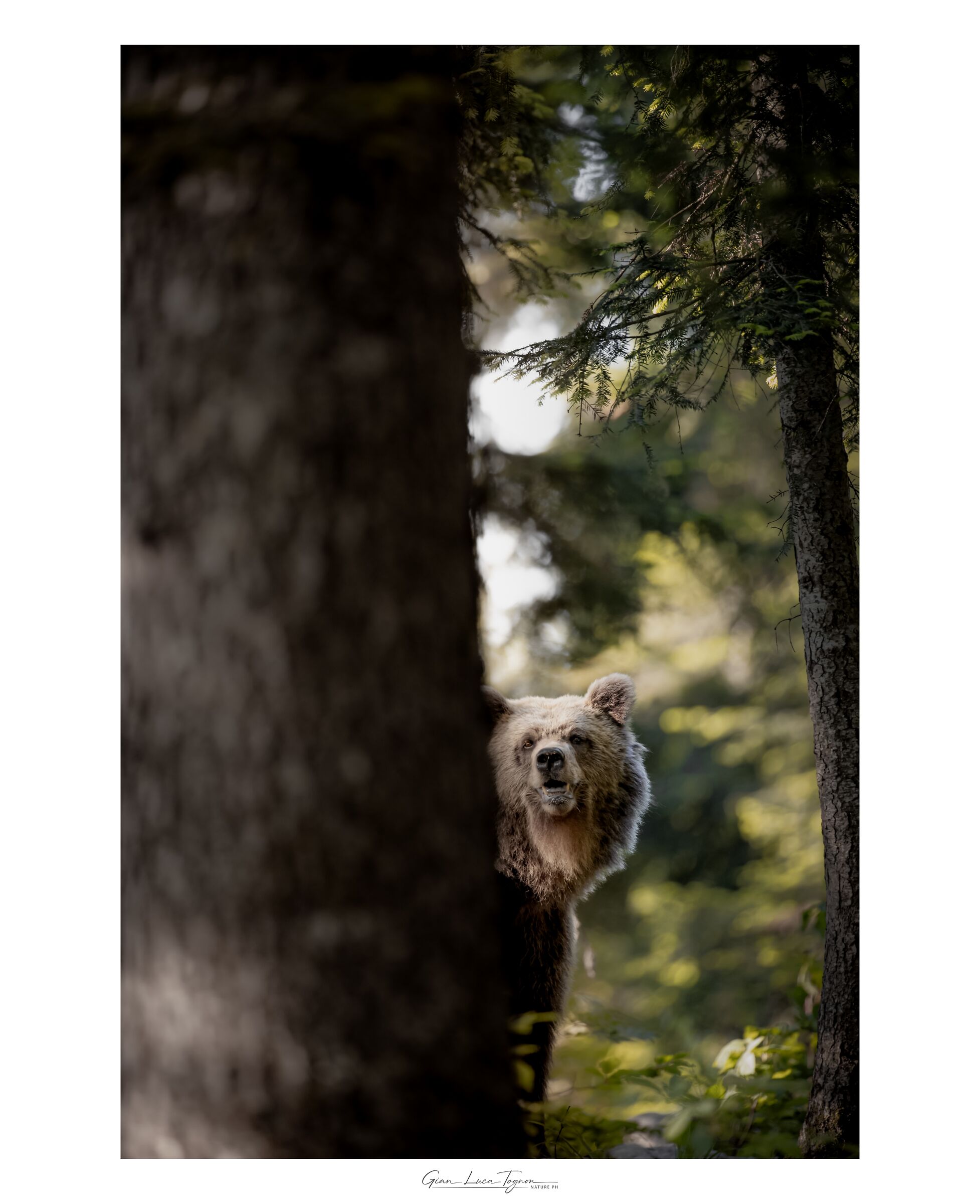 in the forest