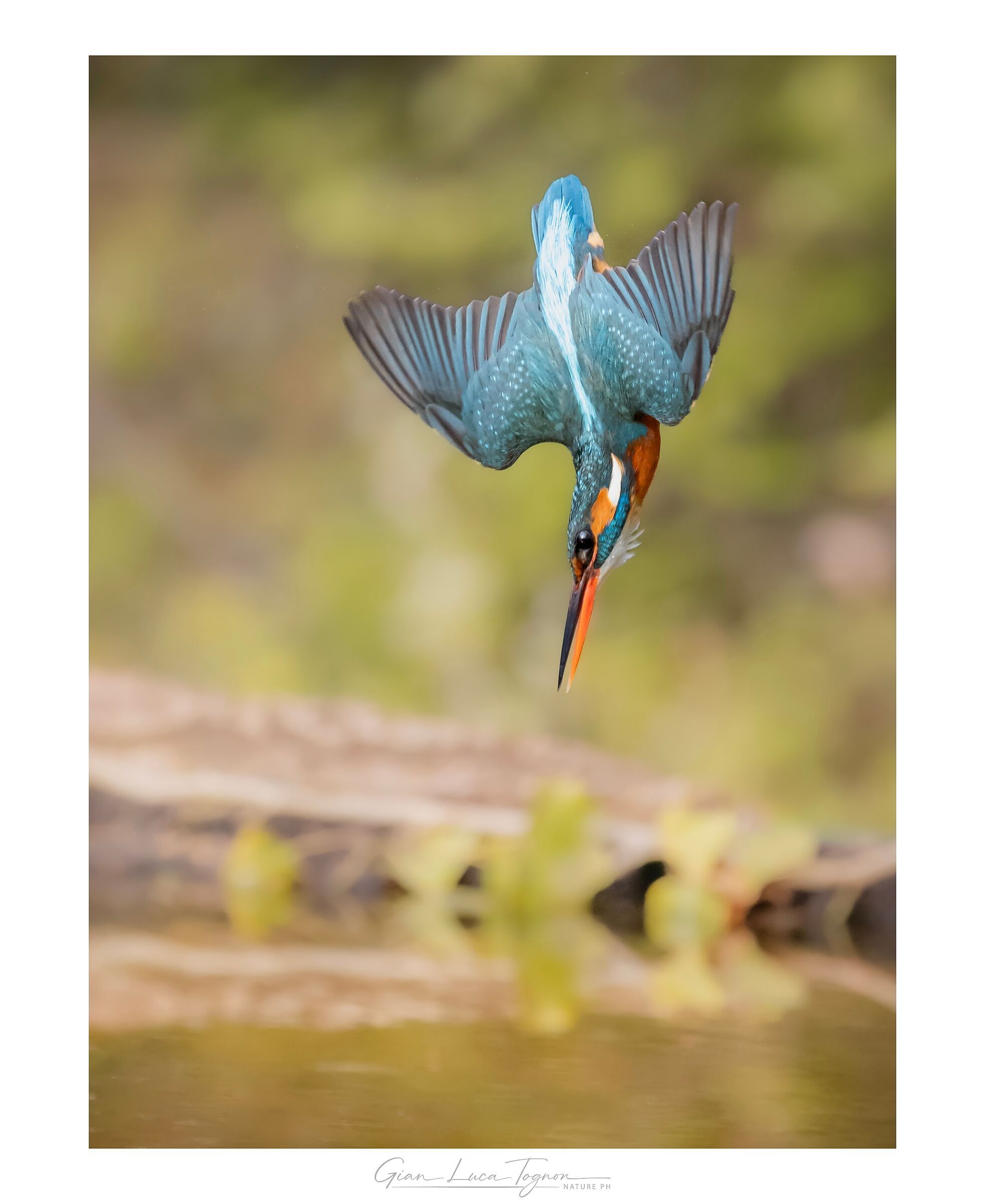 non è bello ciò che è bello