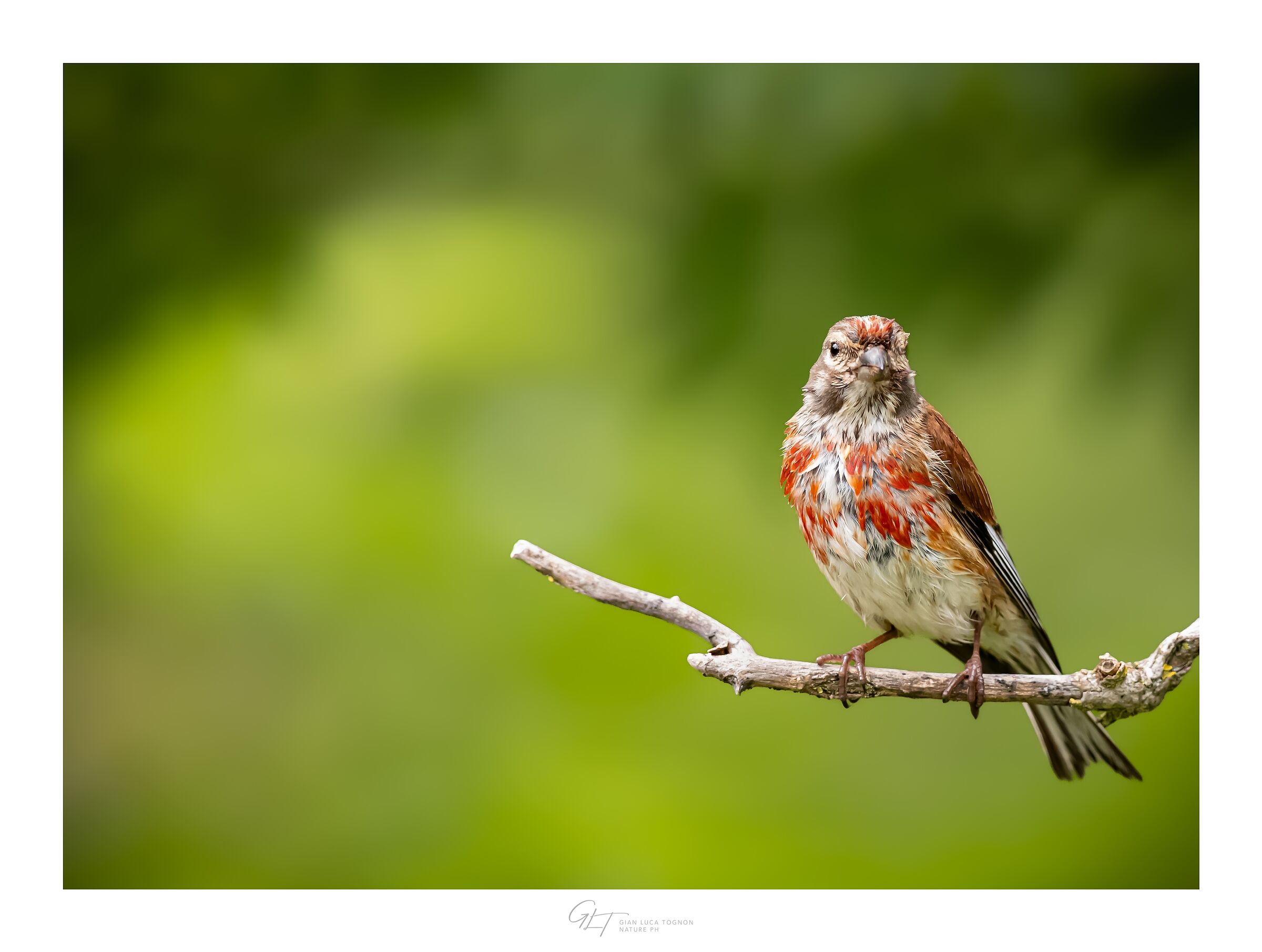 tricolore italiano | italian flag
