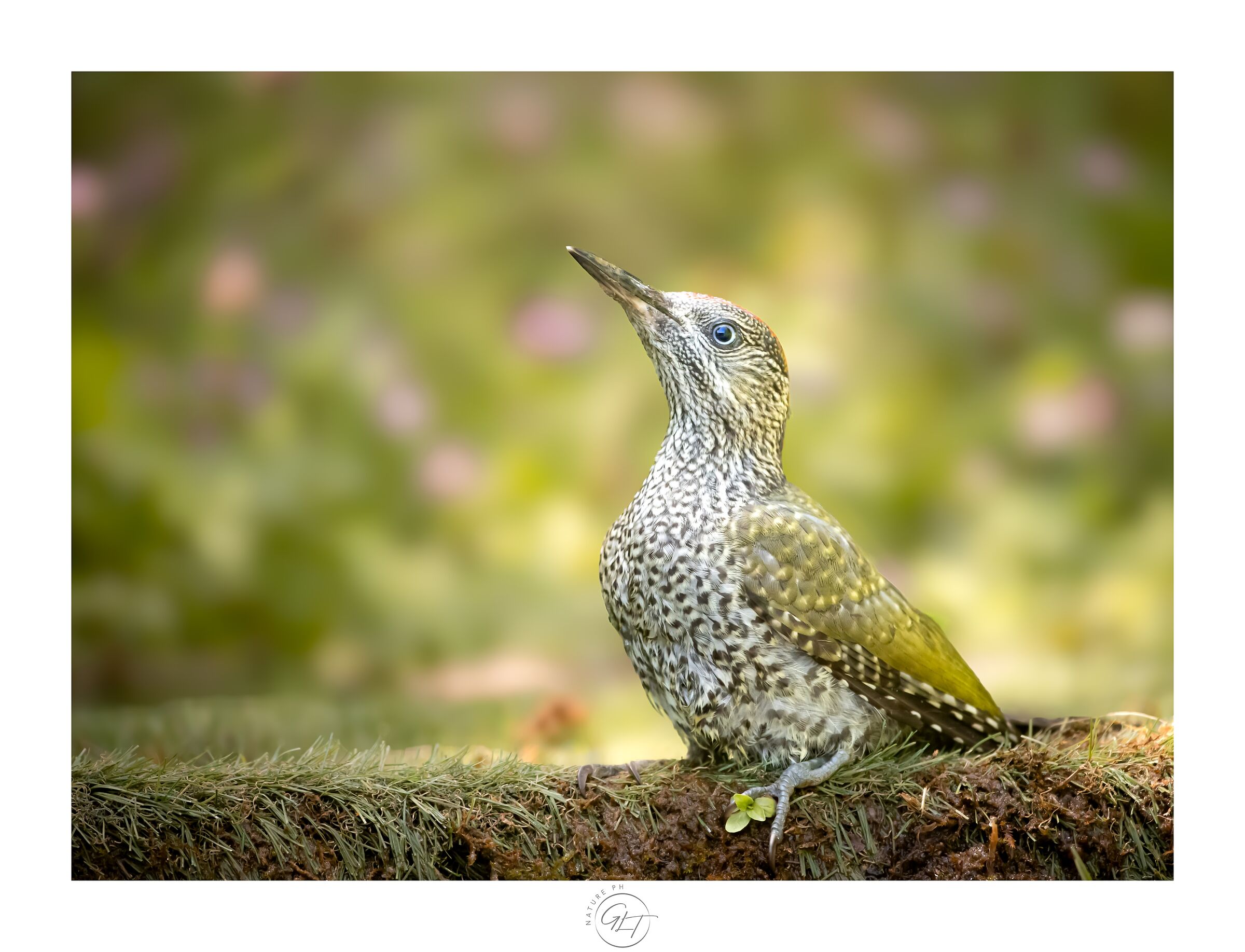 giovane speranza | young hopeful