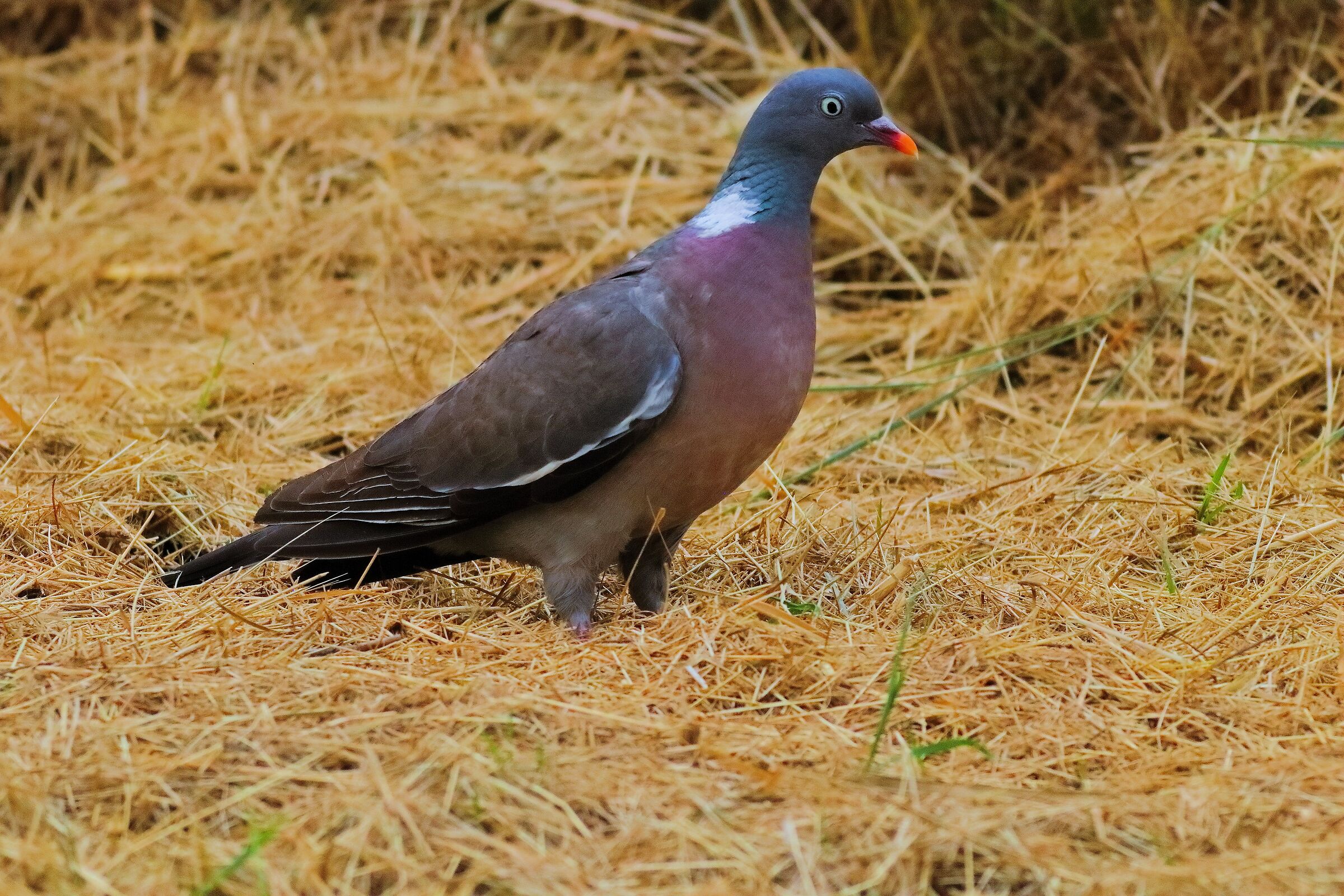 Colombaccio 19-06-2024 - 0529