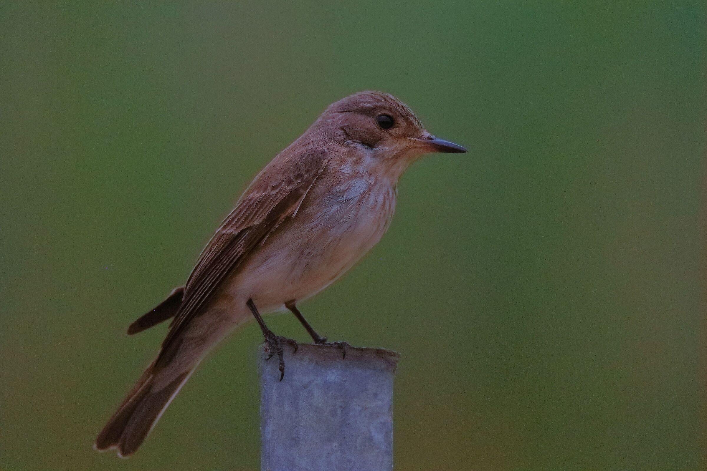 Pigliamosche 19-06-2024 - 0531