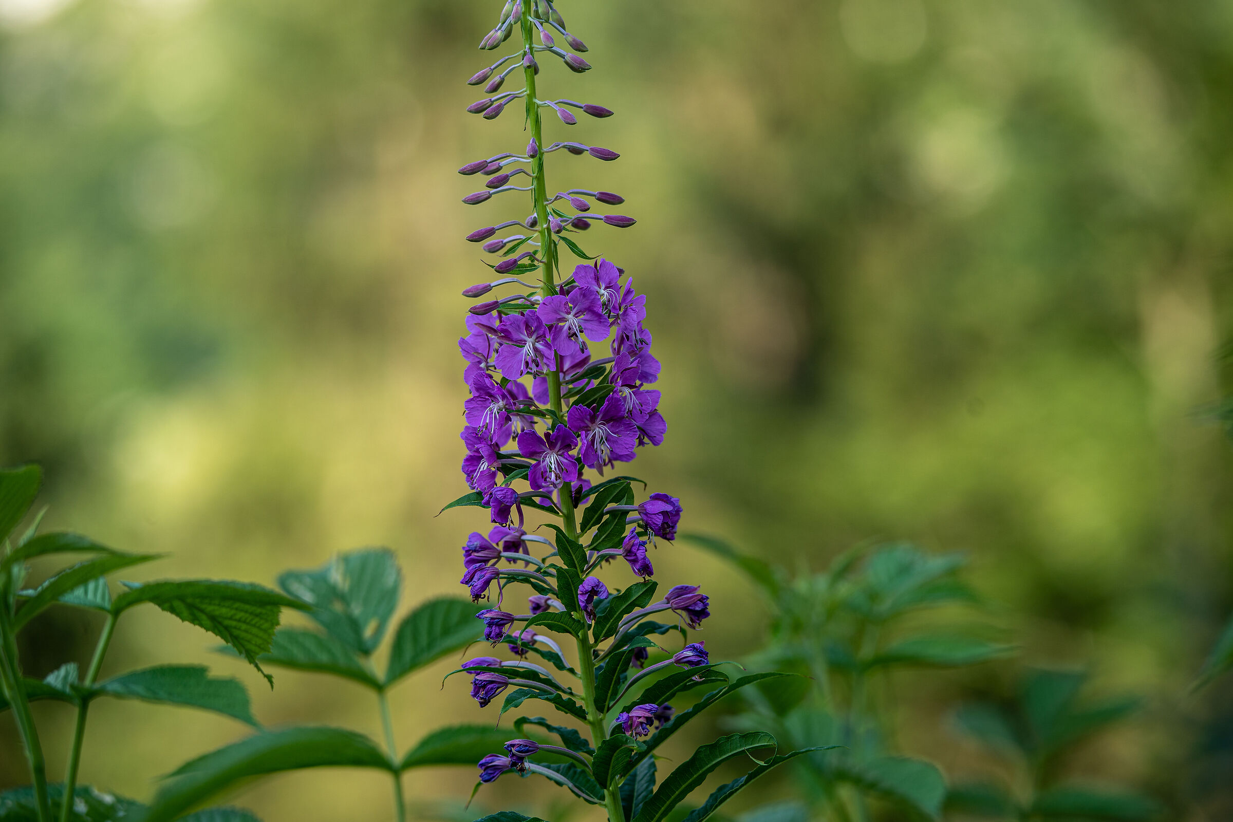 eleganza ed equilibrio dei piccoli fiori montani