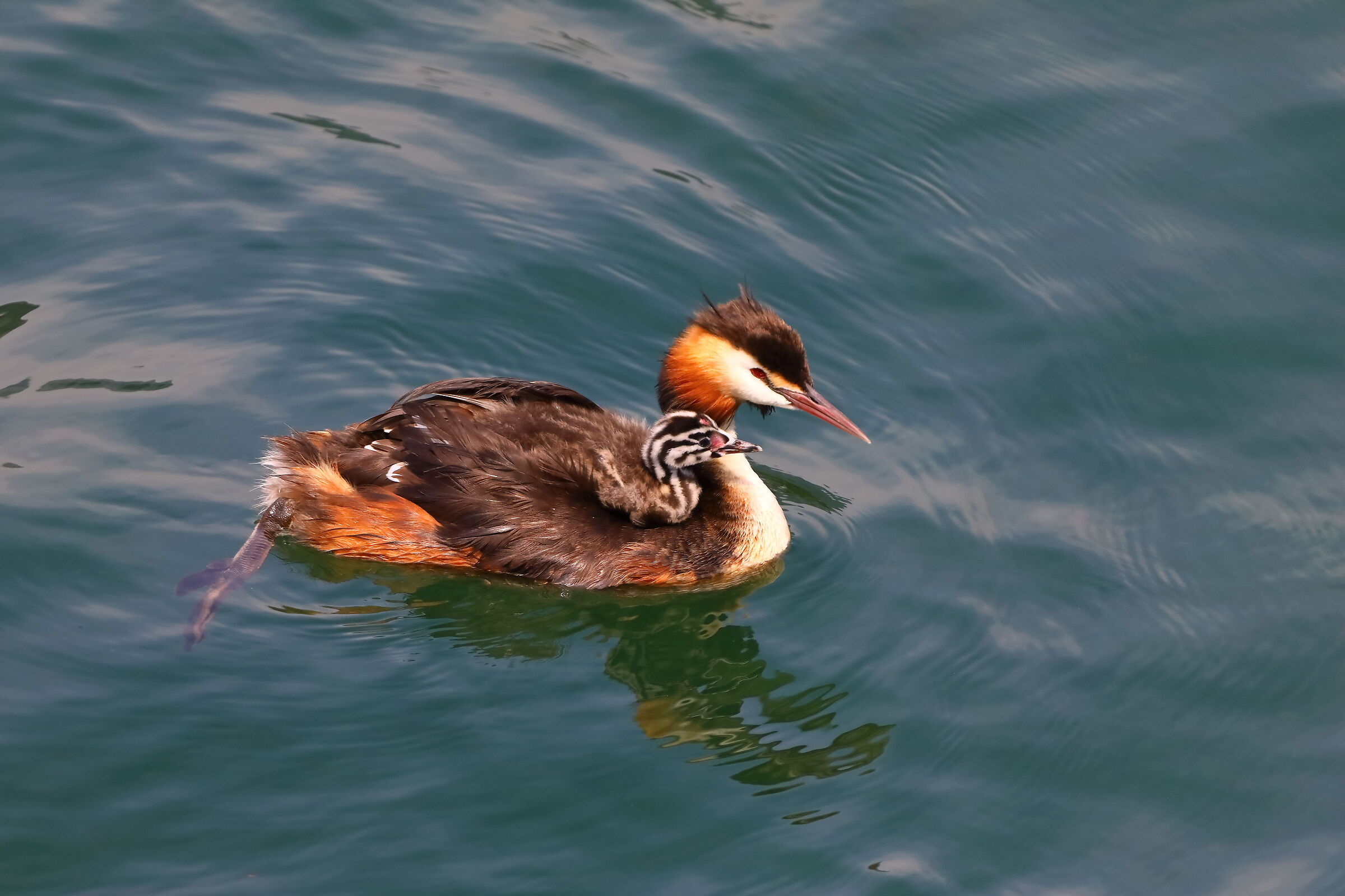 Svassi 07 agosto 2024 - 0128