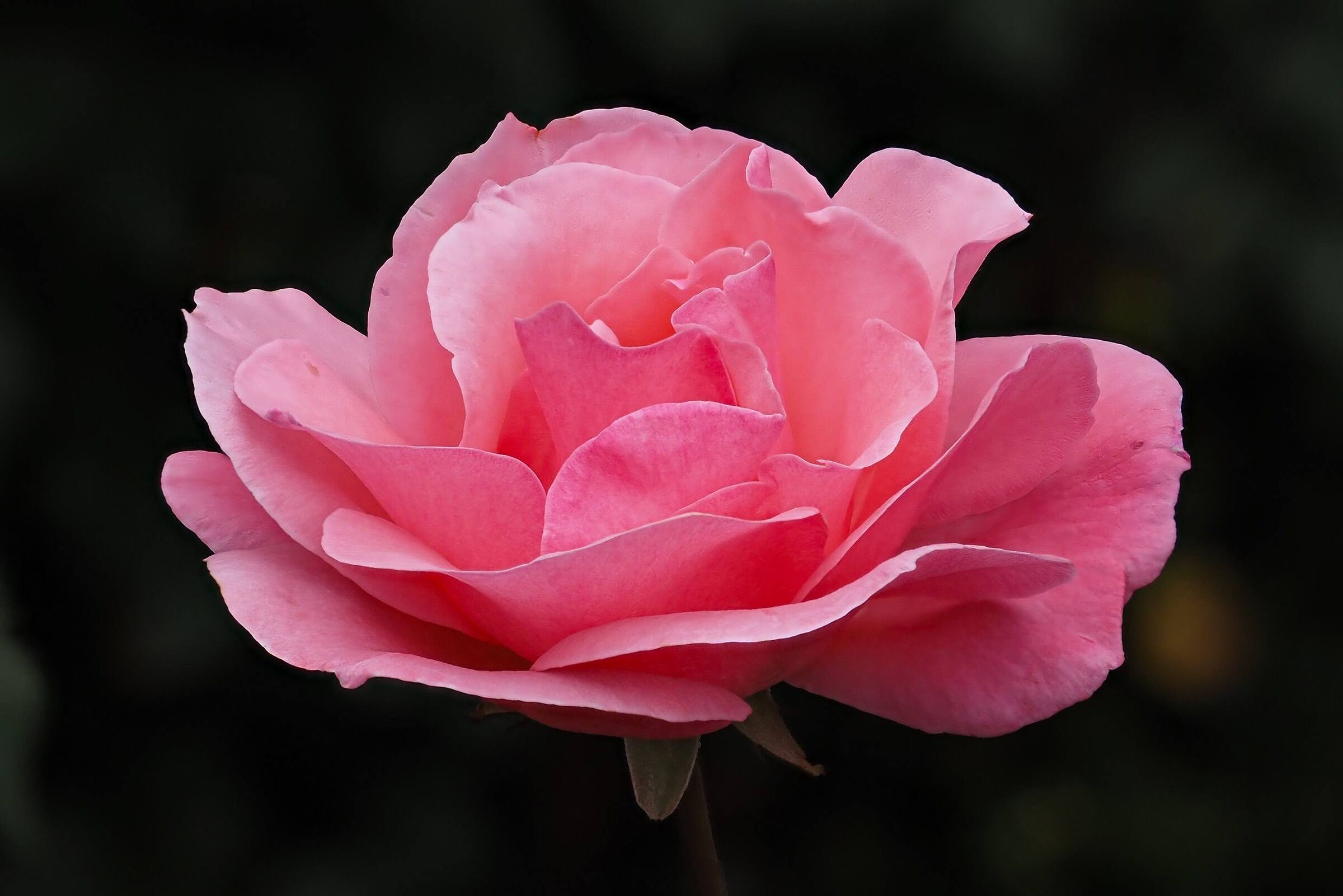The most beautiful rose in the park, Dürrenroth (BE), S...