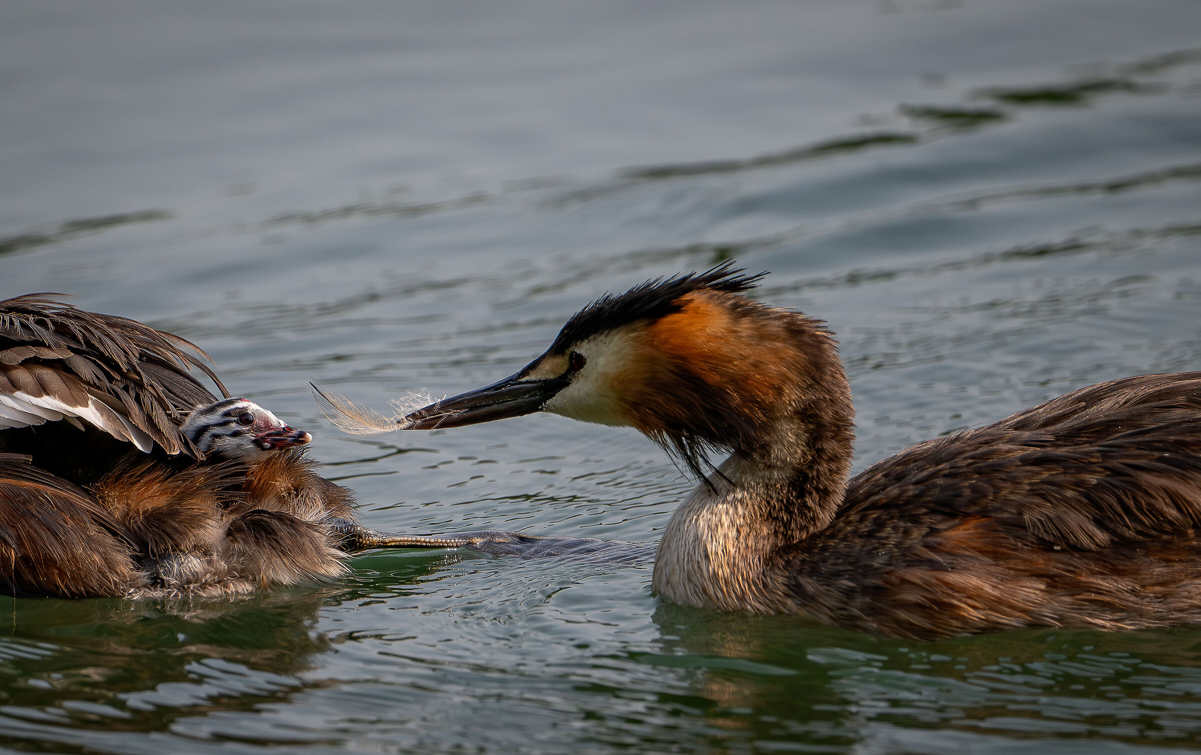 The feather for the little grebe - Lombardy July 2024