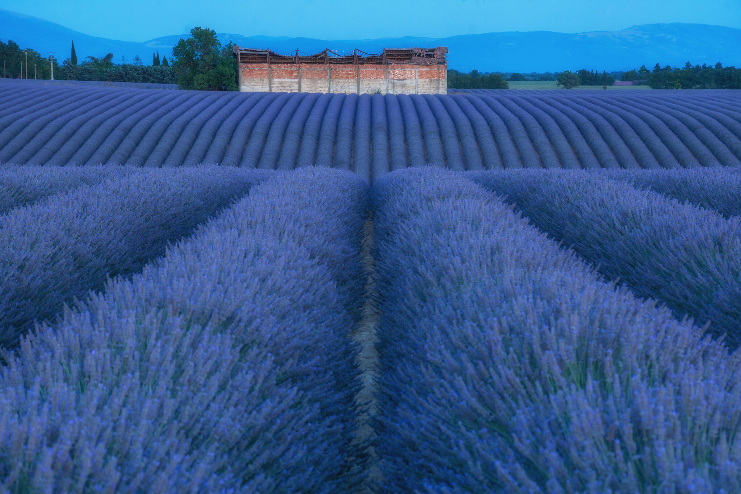 Onde di lavanda