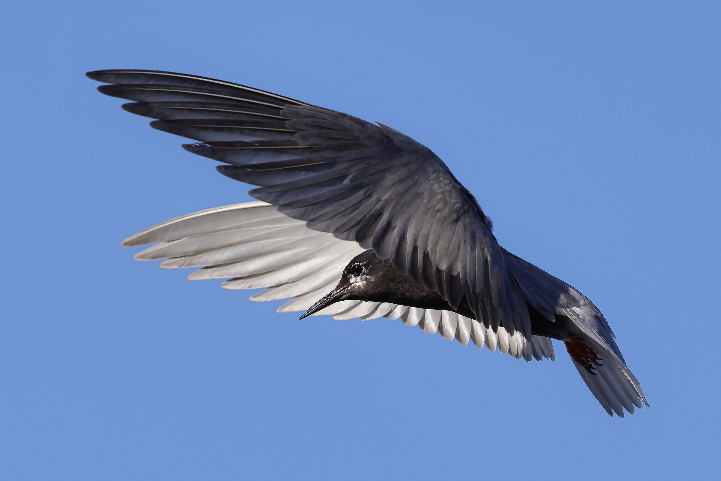 Black tern