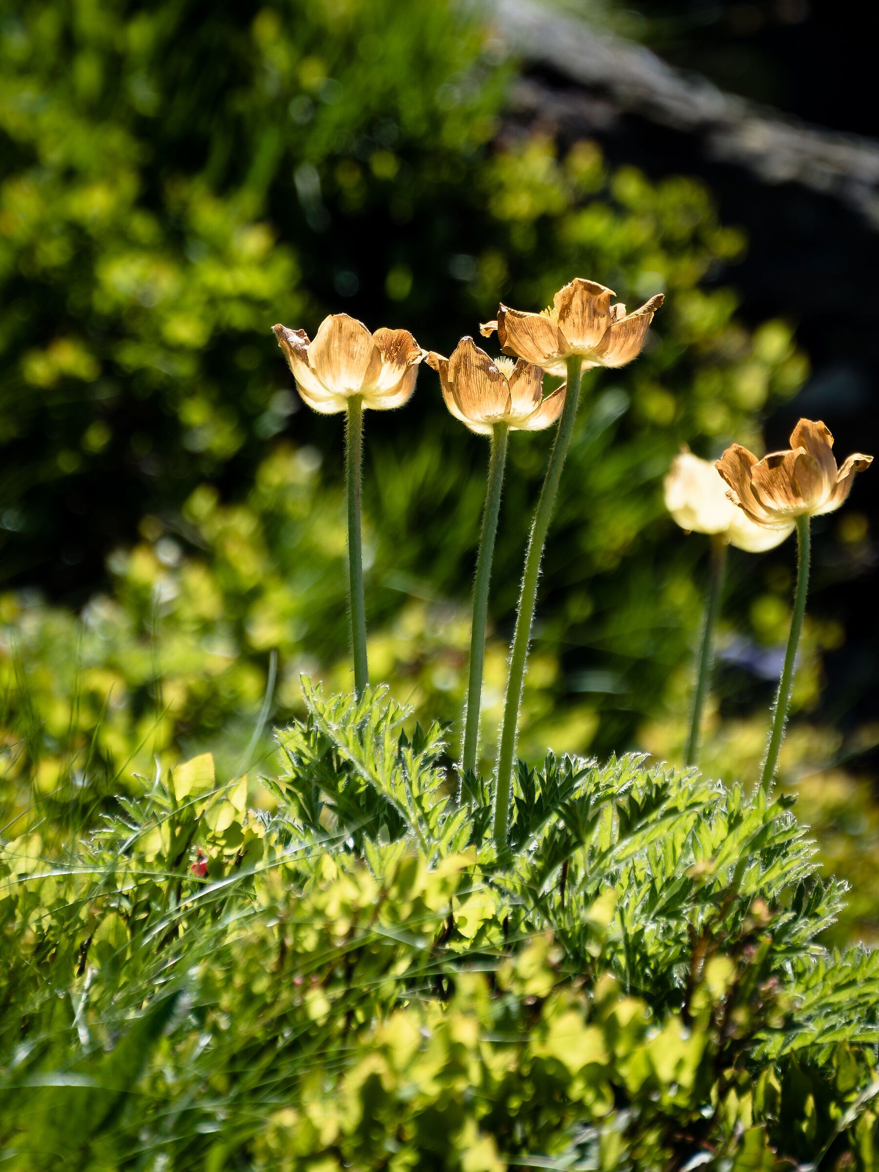 Under the summer sun