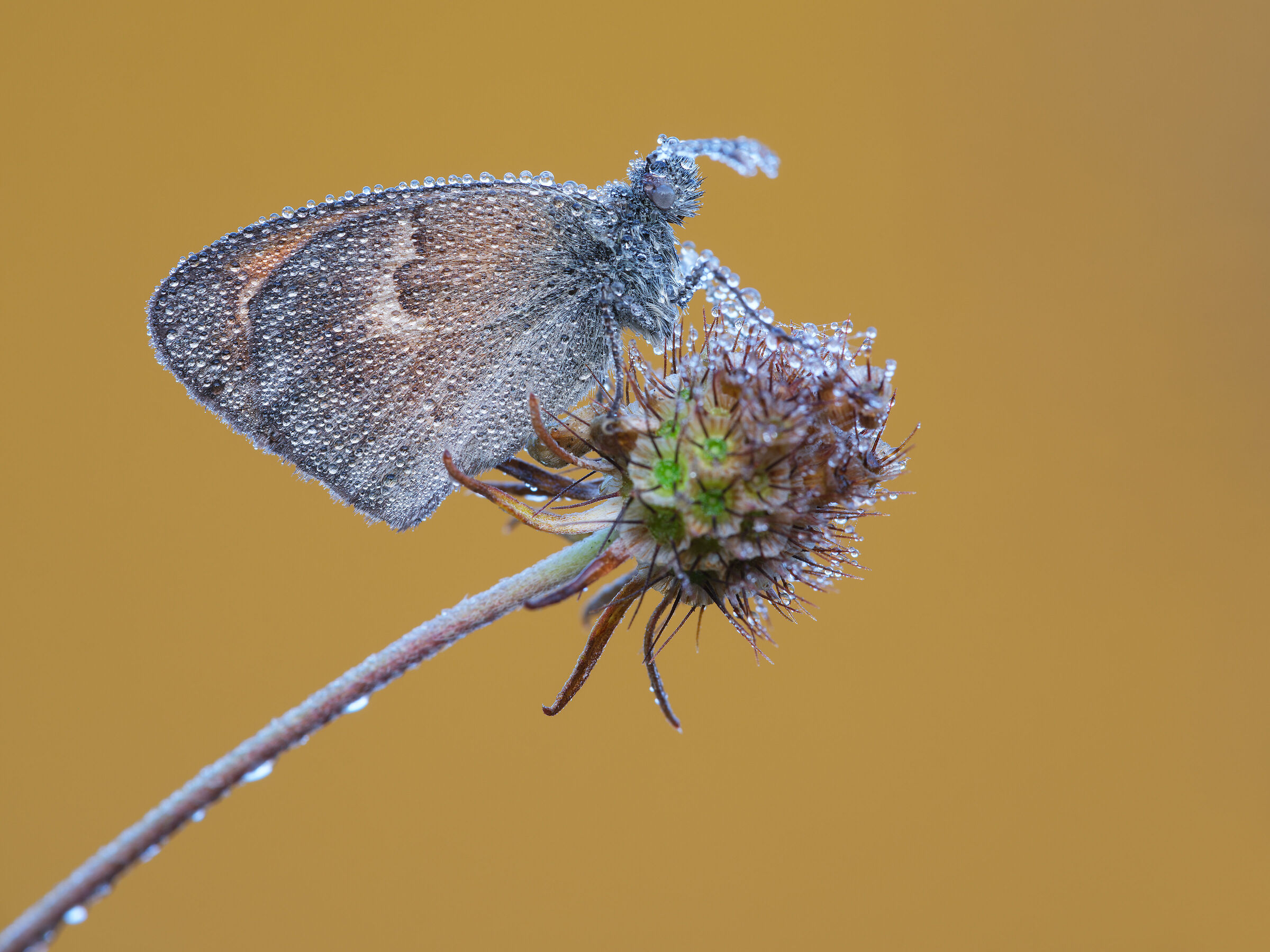 Coenonympha pamphilus