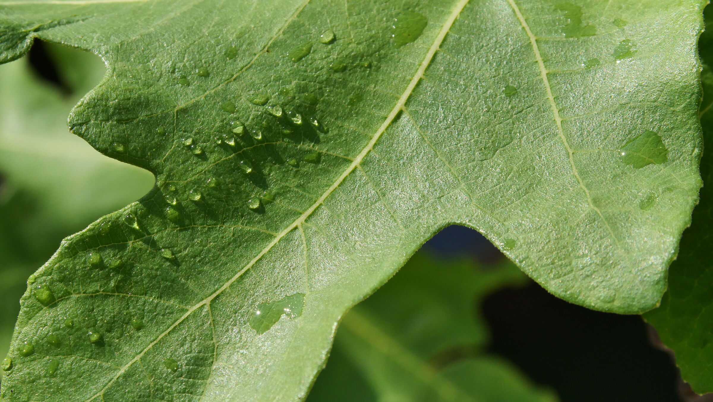 Residui dì pioggia su foglia di fico
