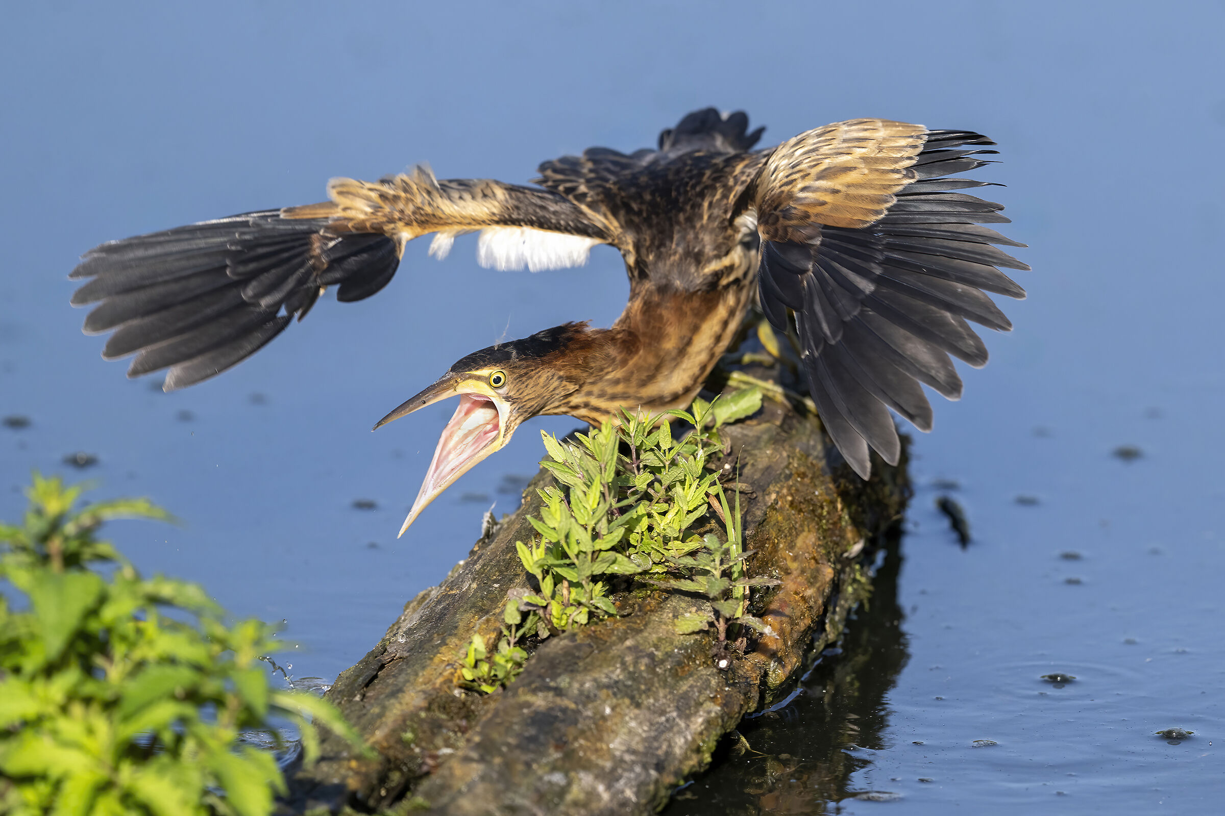 l'entusiasmo del tarabusino