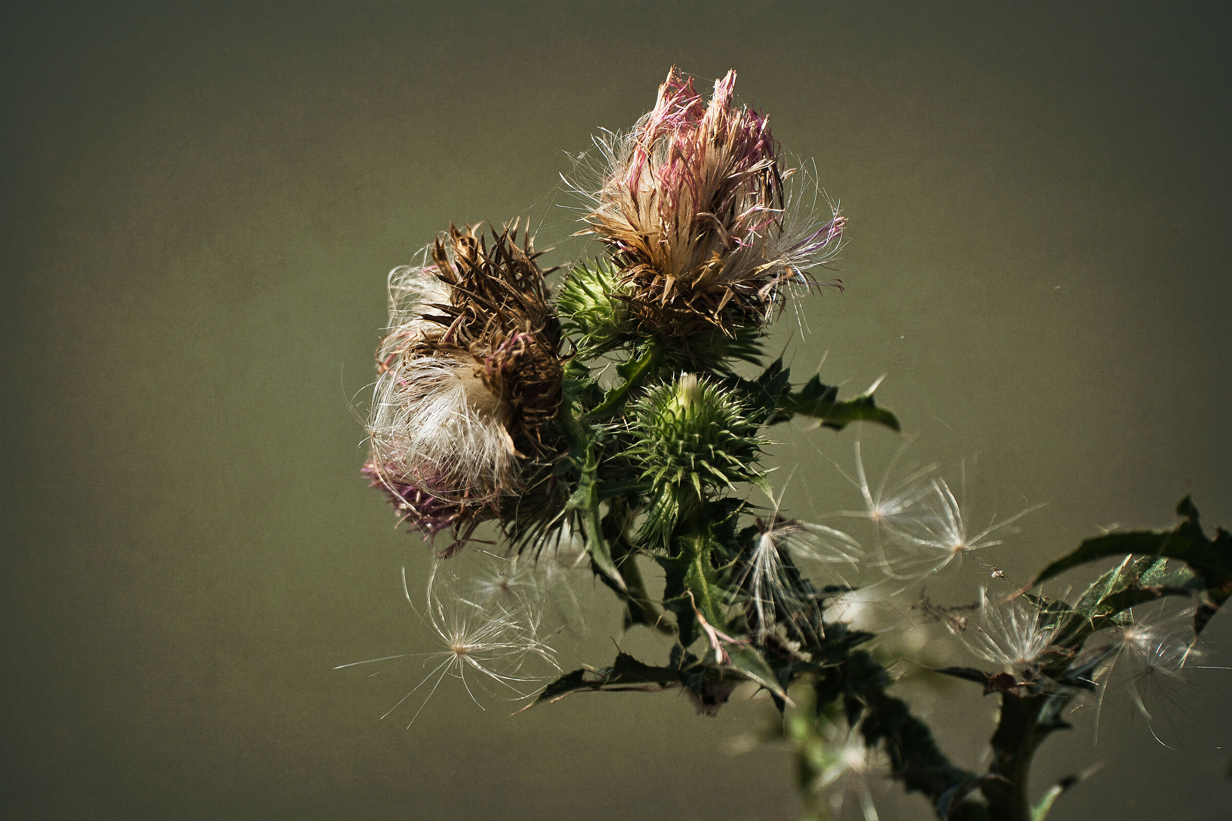 Thistle