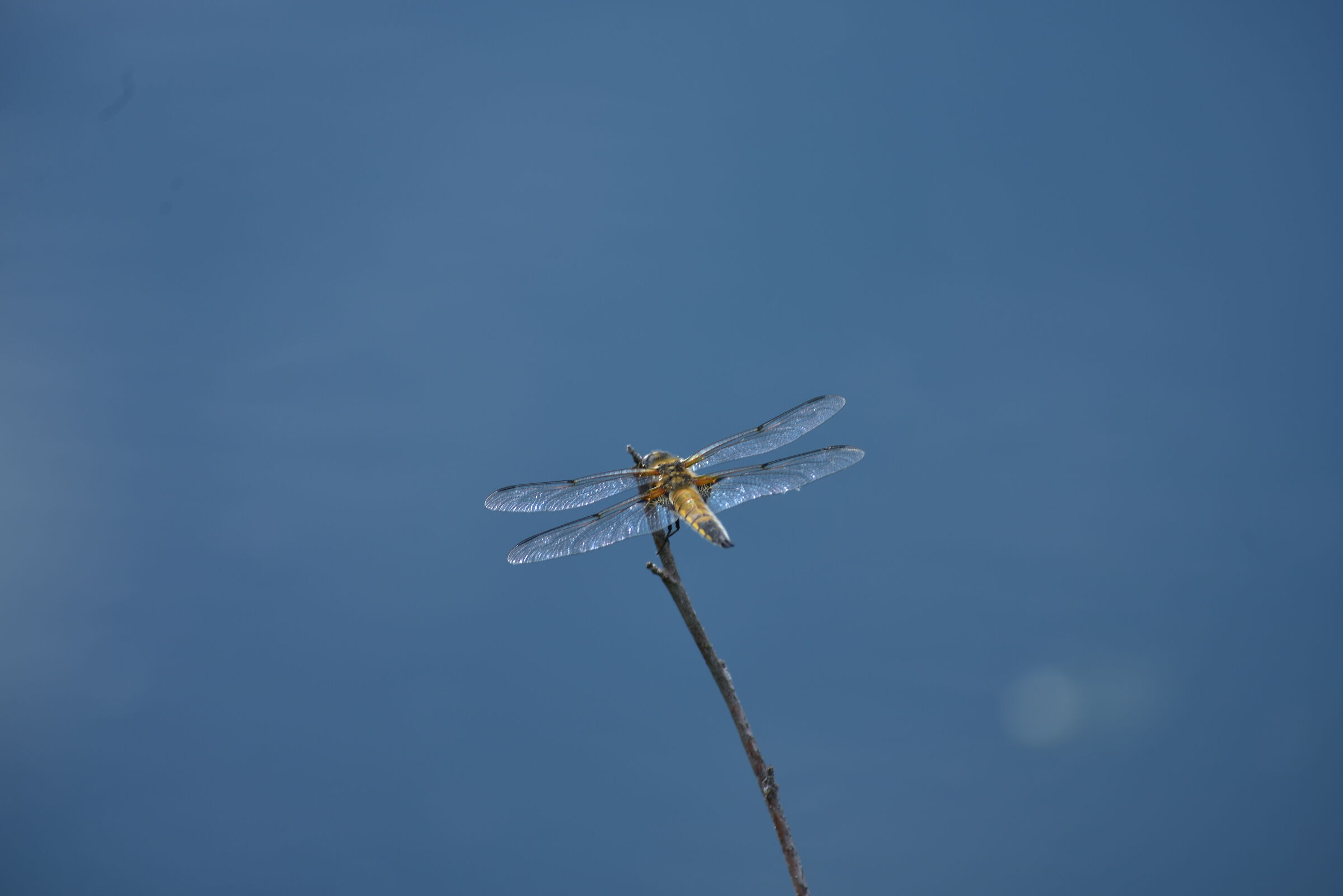 Libellula