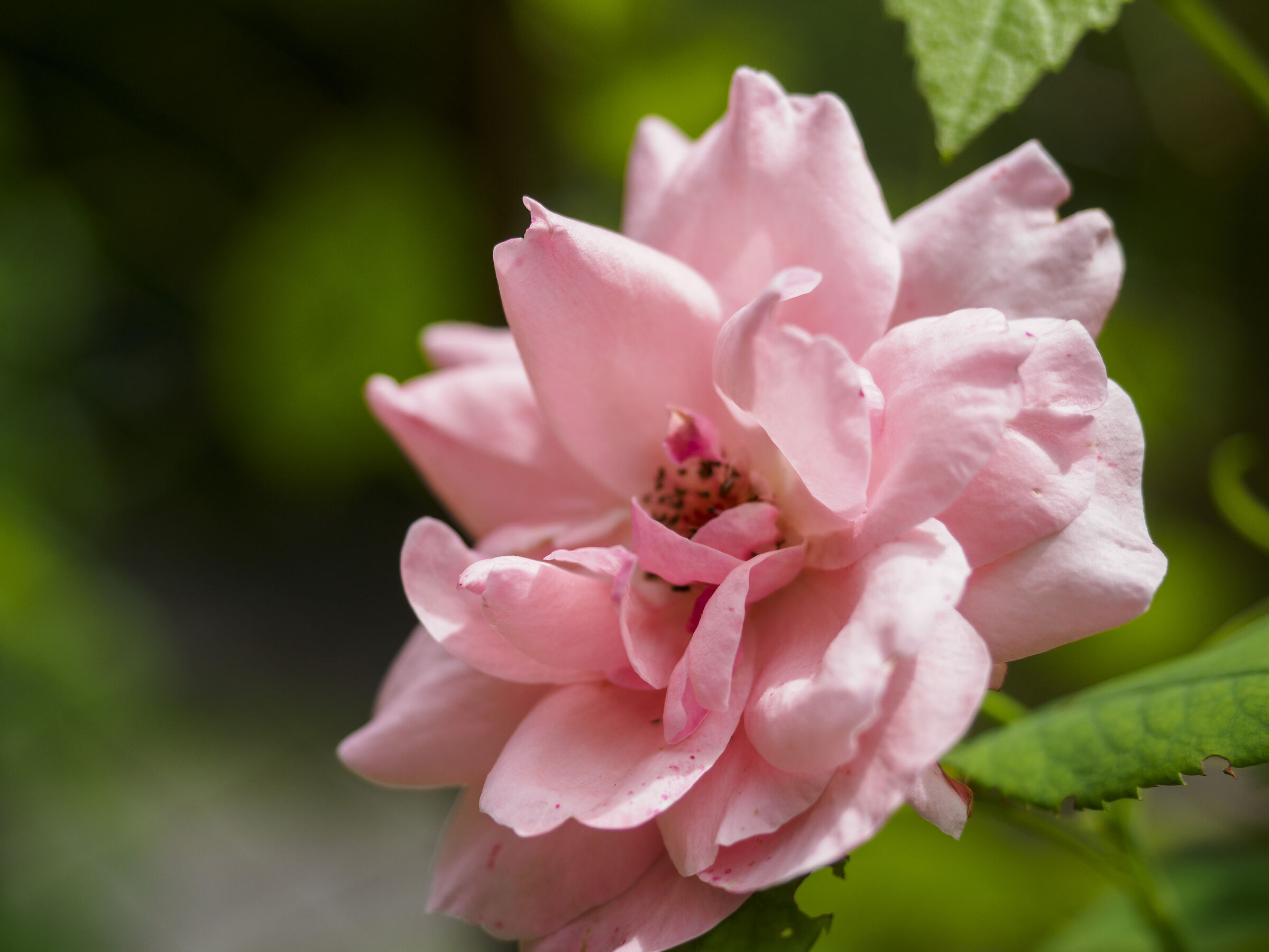Rosa