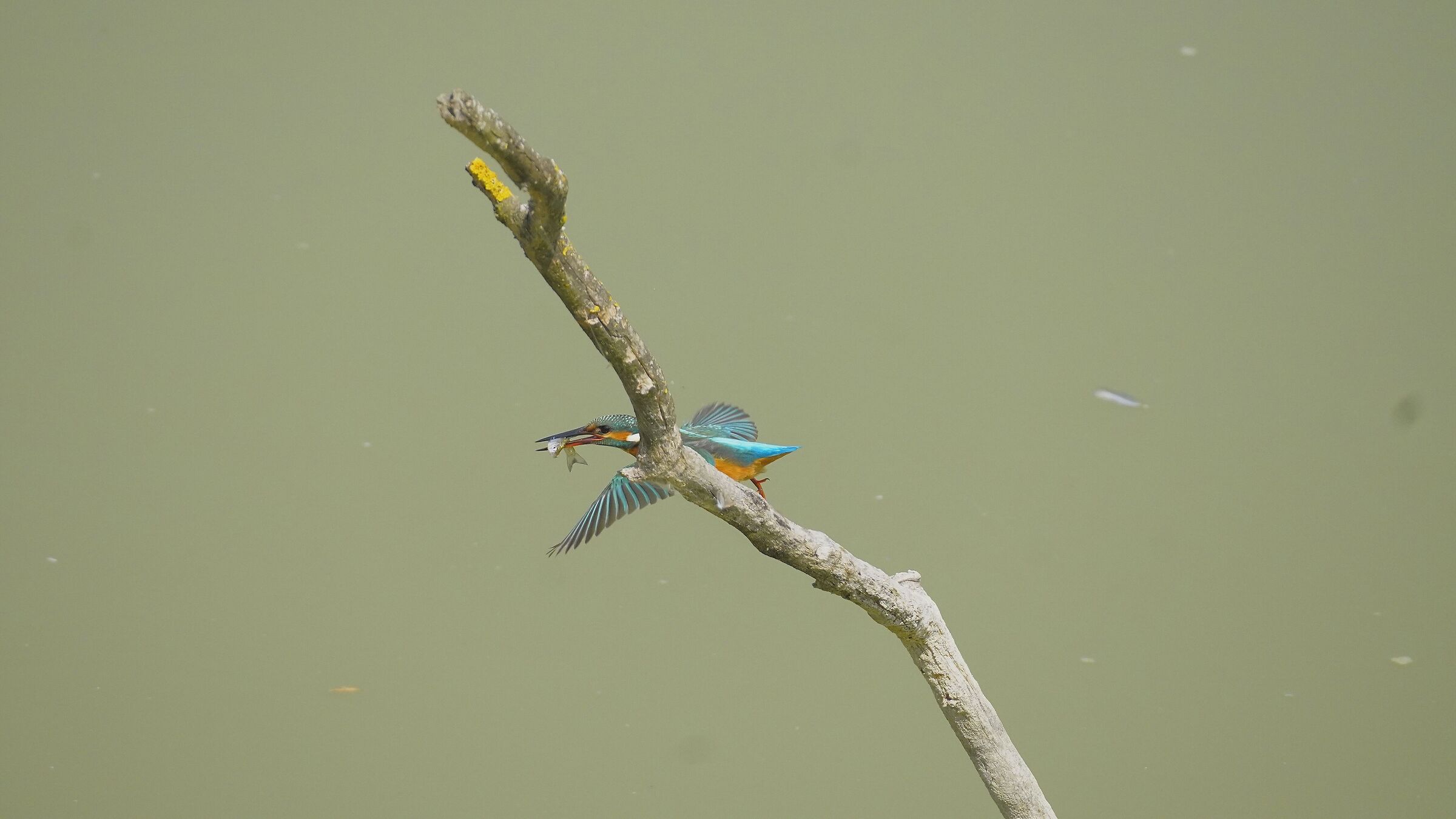 Kingfisher with fish