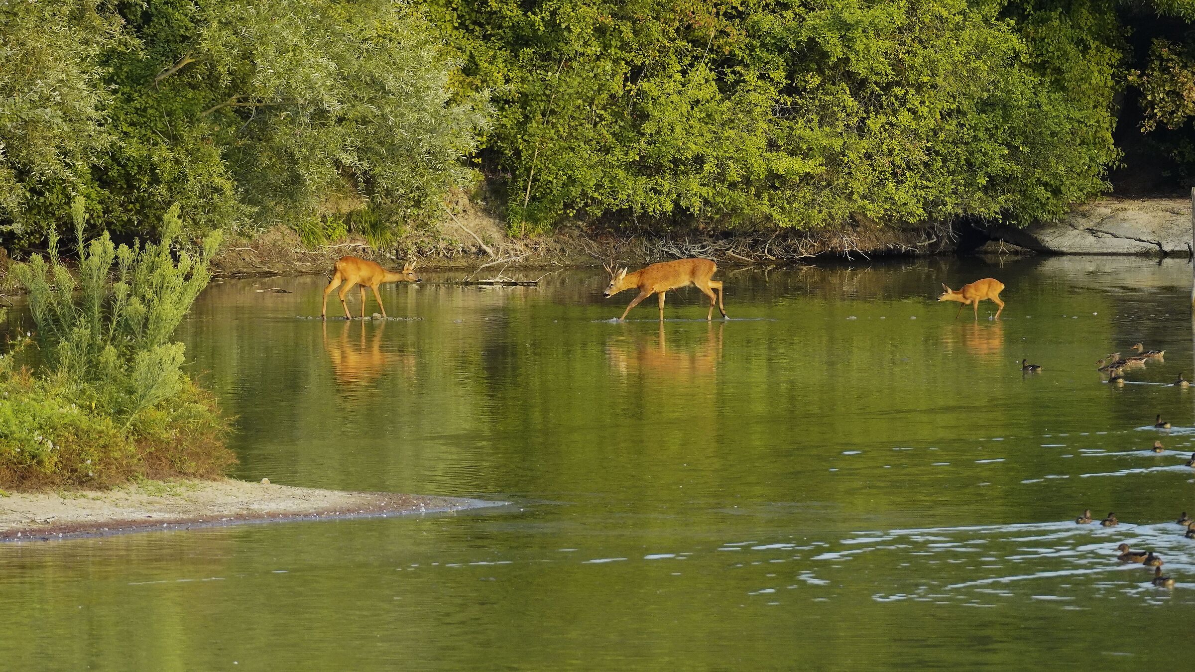 Family of roe deer