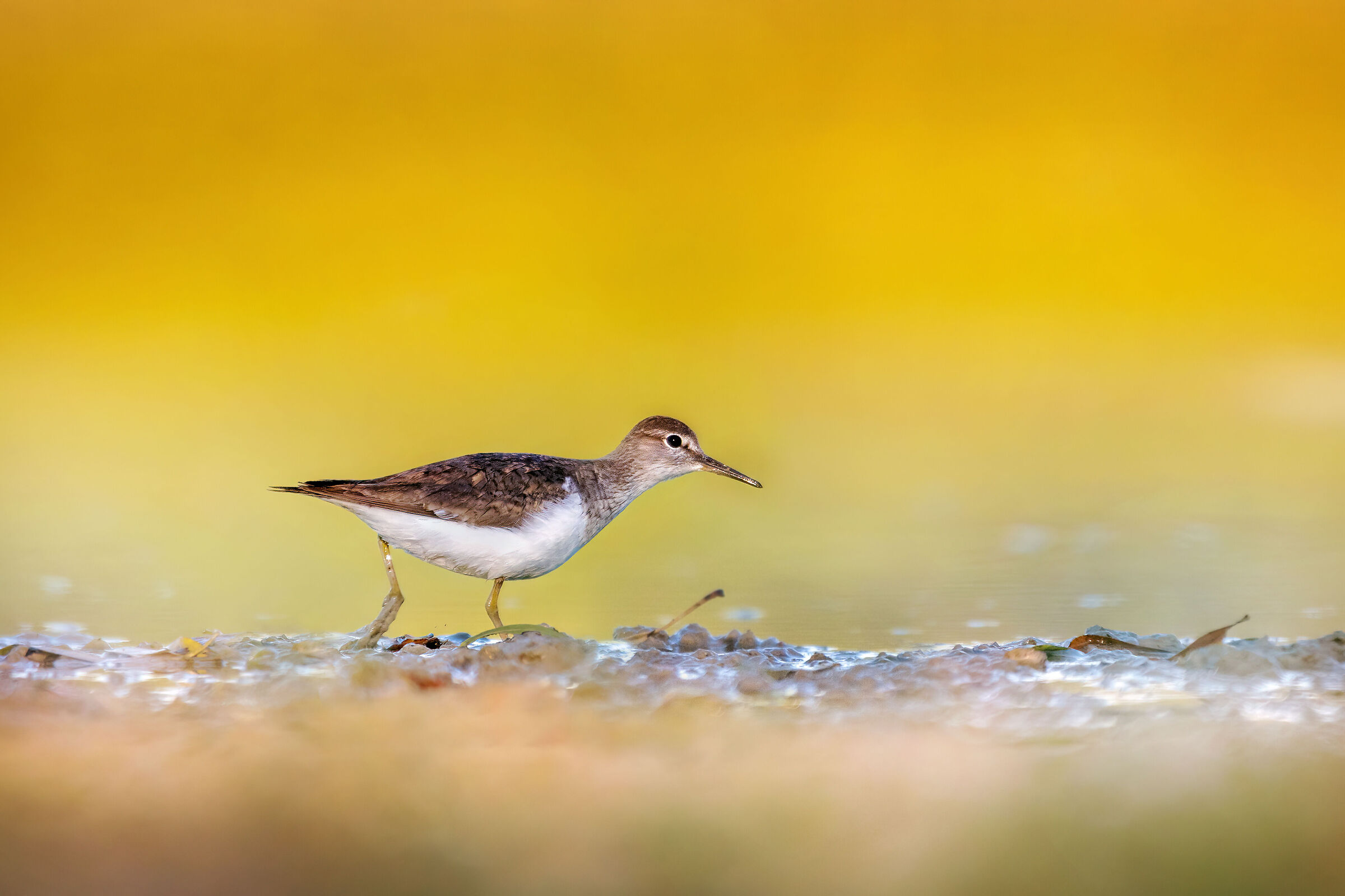 Small Sandpiper