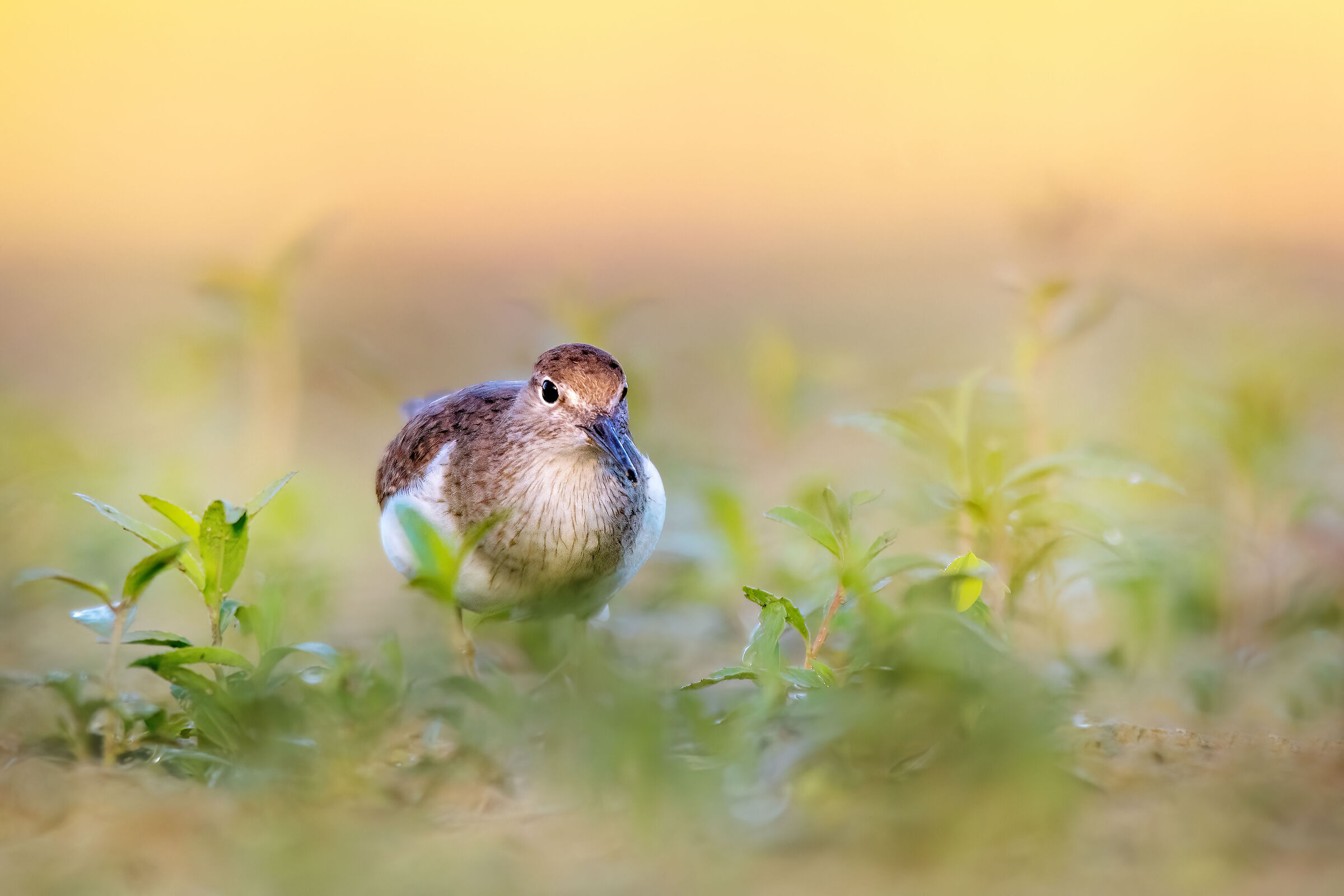 Small Sandpiper