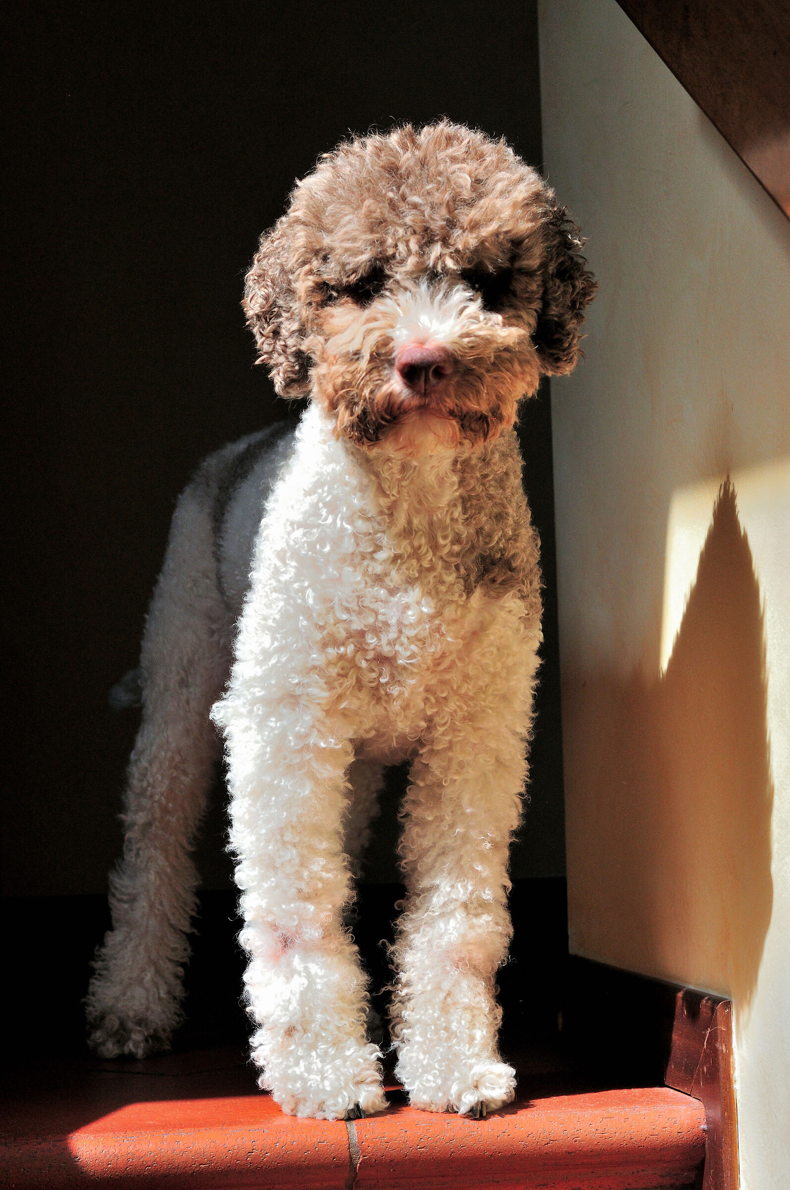 Tachi