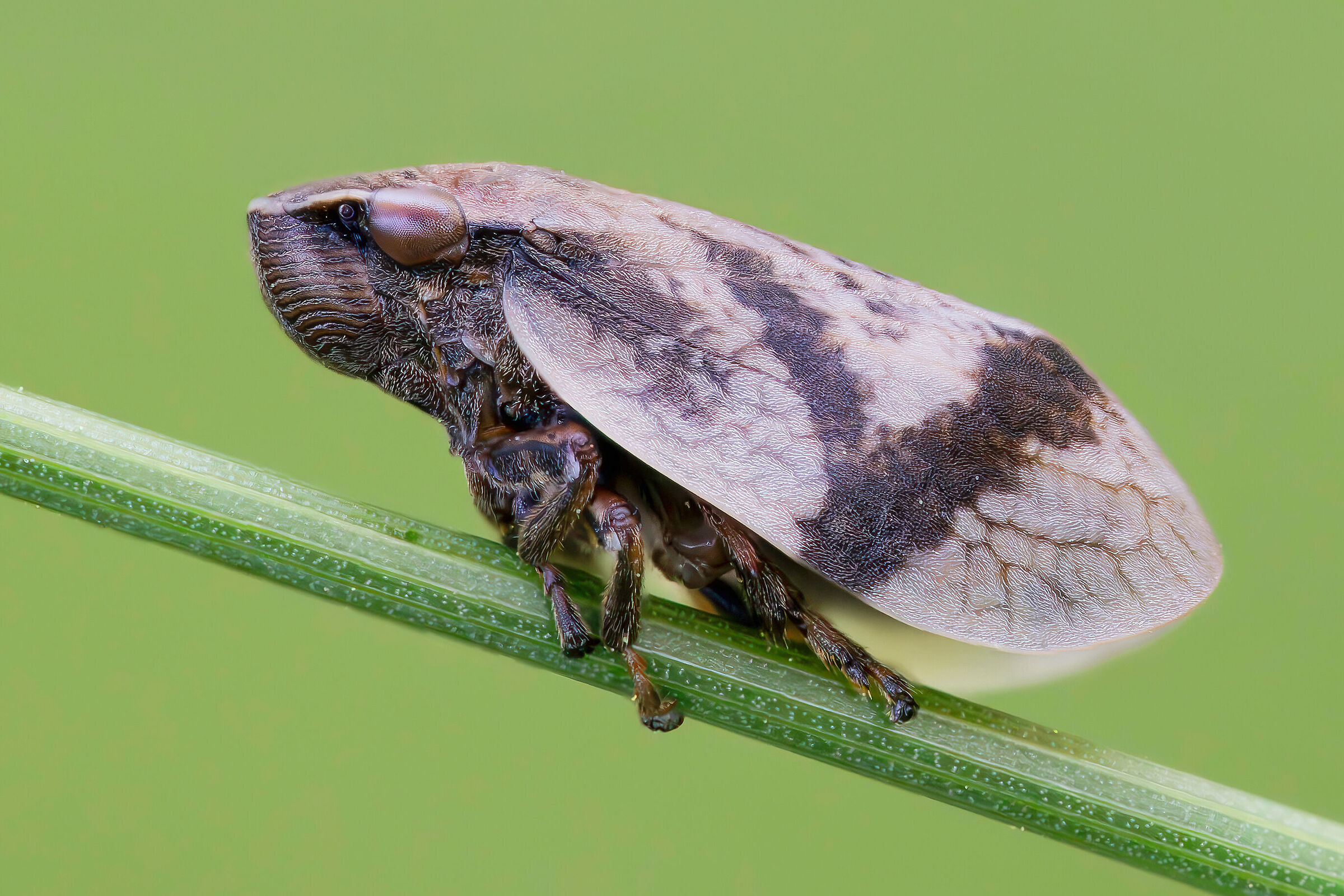 Lepyronia coleoptrata