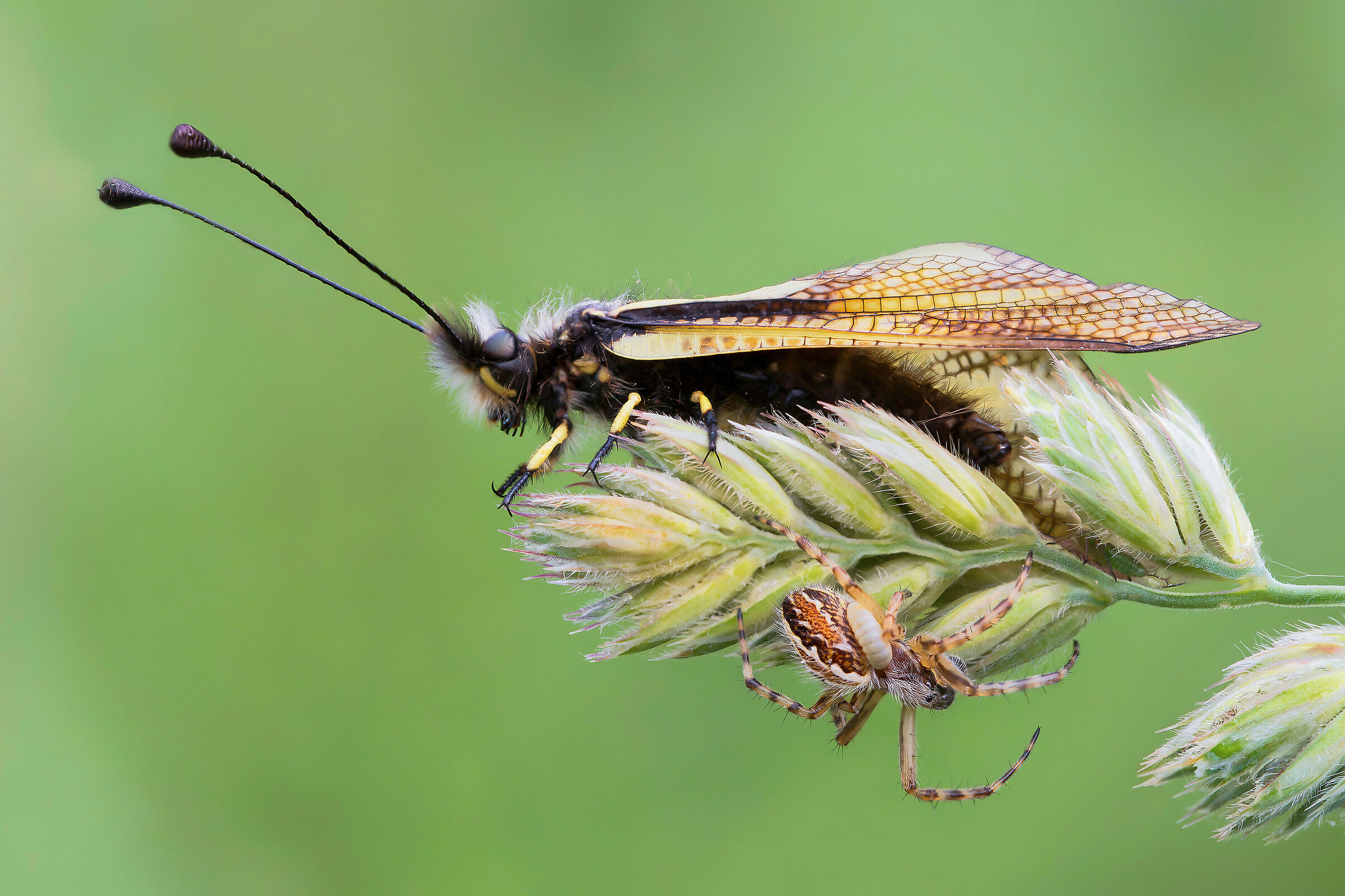 Aculepeira armida + ascalafo + larva di Ichneumonidae
