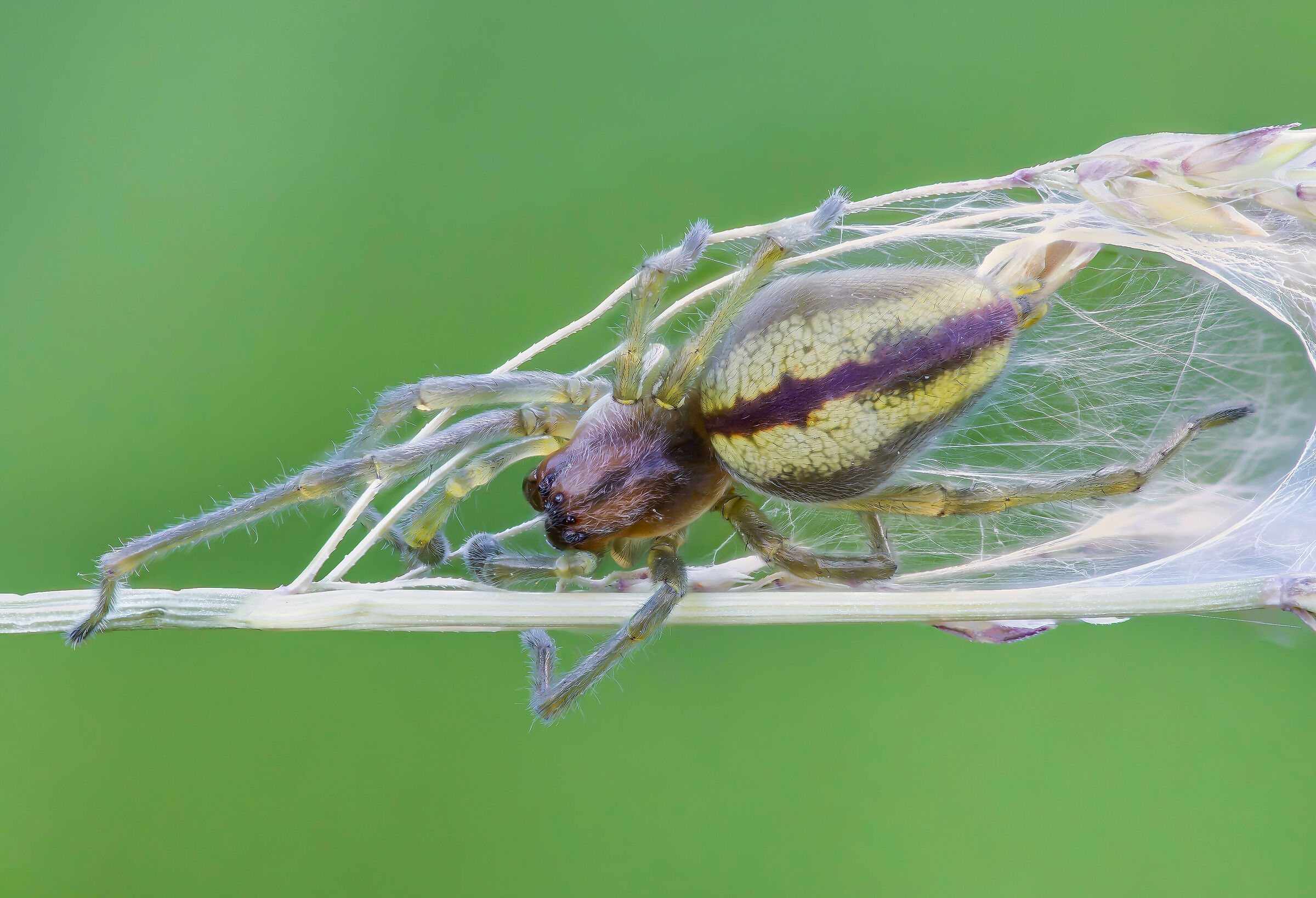 Cheiracanthium seidlitzi