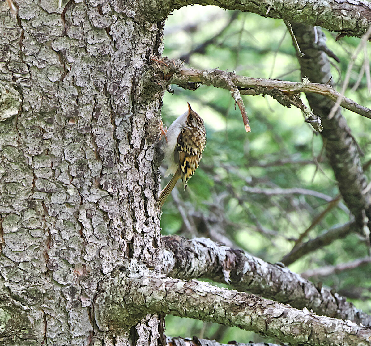 " Quicksilver in the woods "