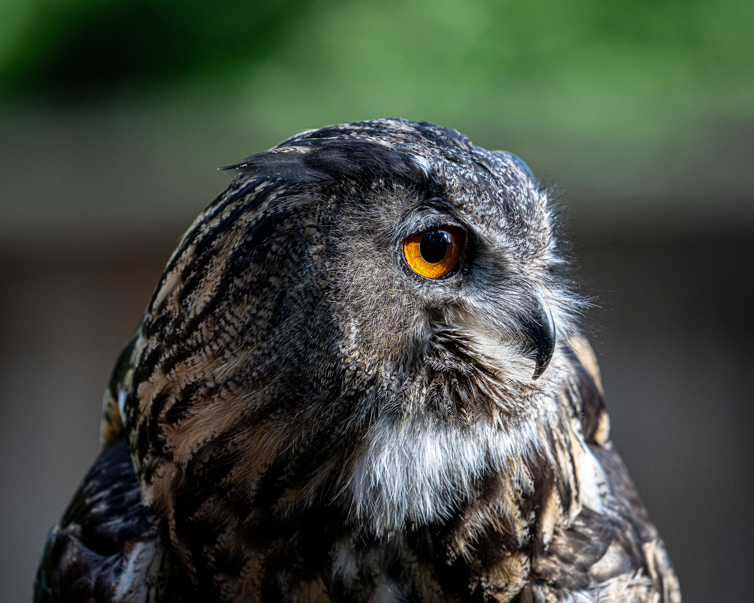 Bubo bubo - eagle owl